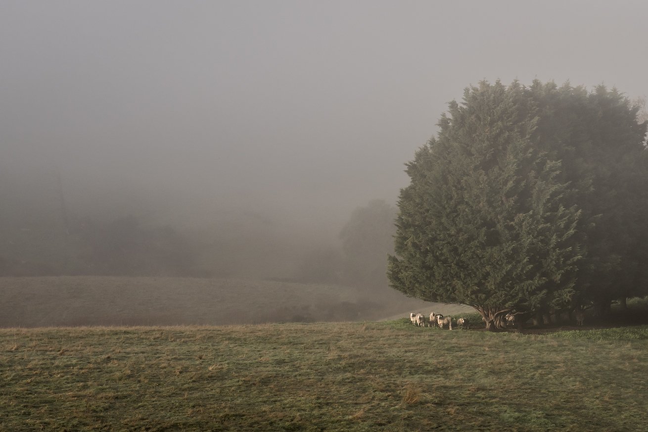 D85_6305-Edit copylr.jpg