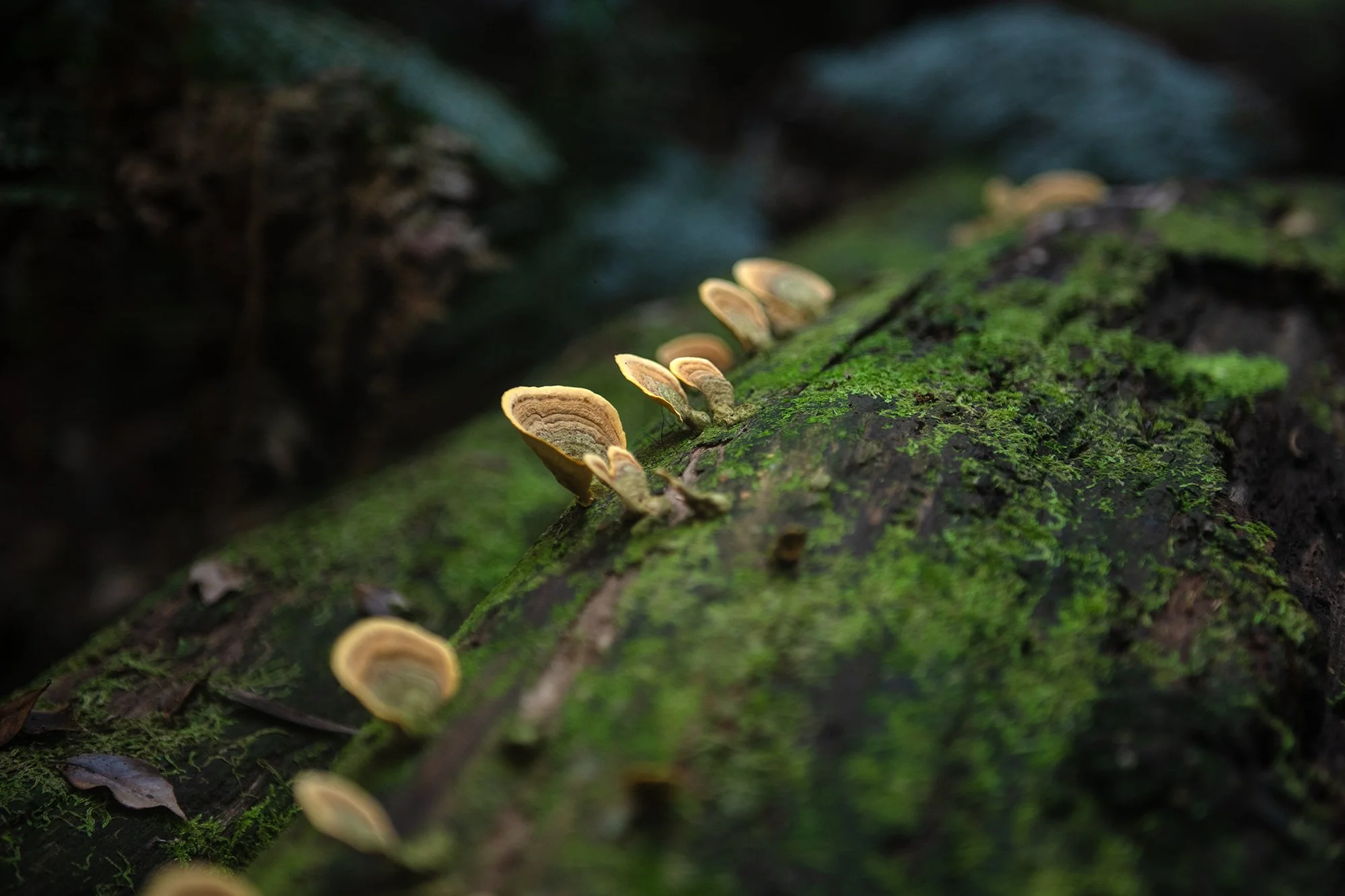 852_0125-Edit copylr.jpg