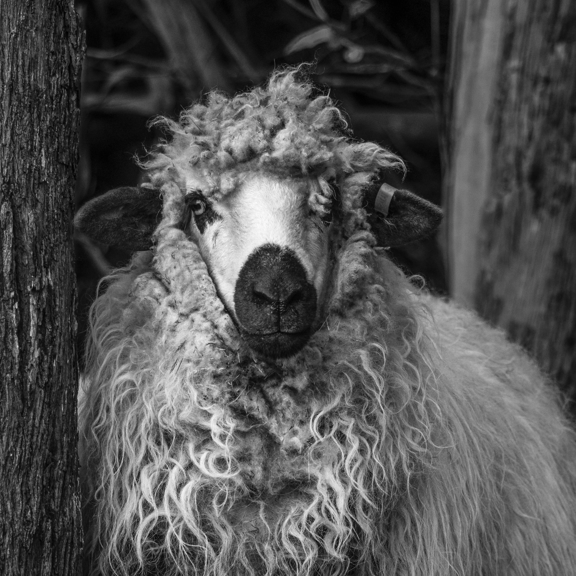 Valais Sheep_0088-Edit lr.jpg