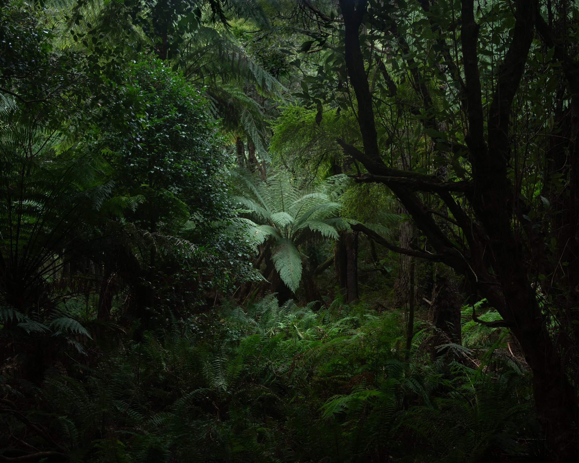 Lilly Pilly Gully Fern_0100lr.jpg