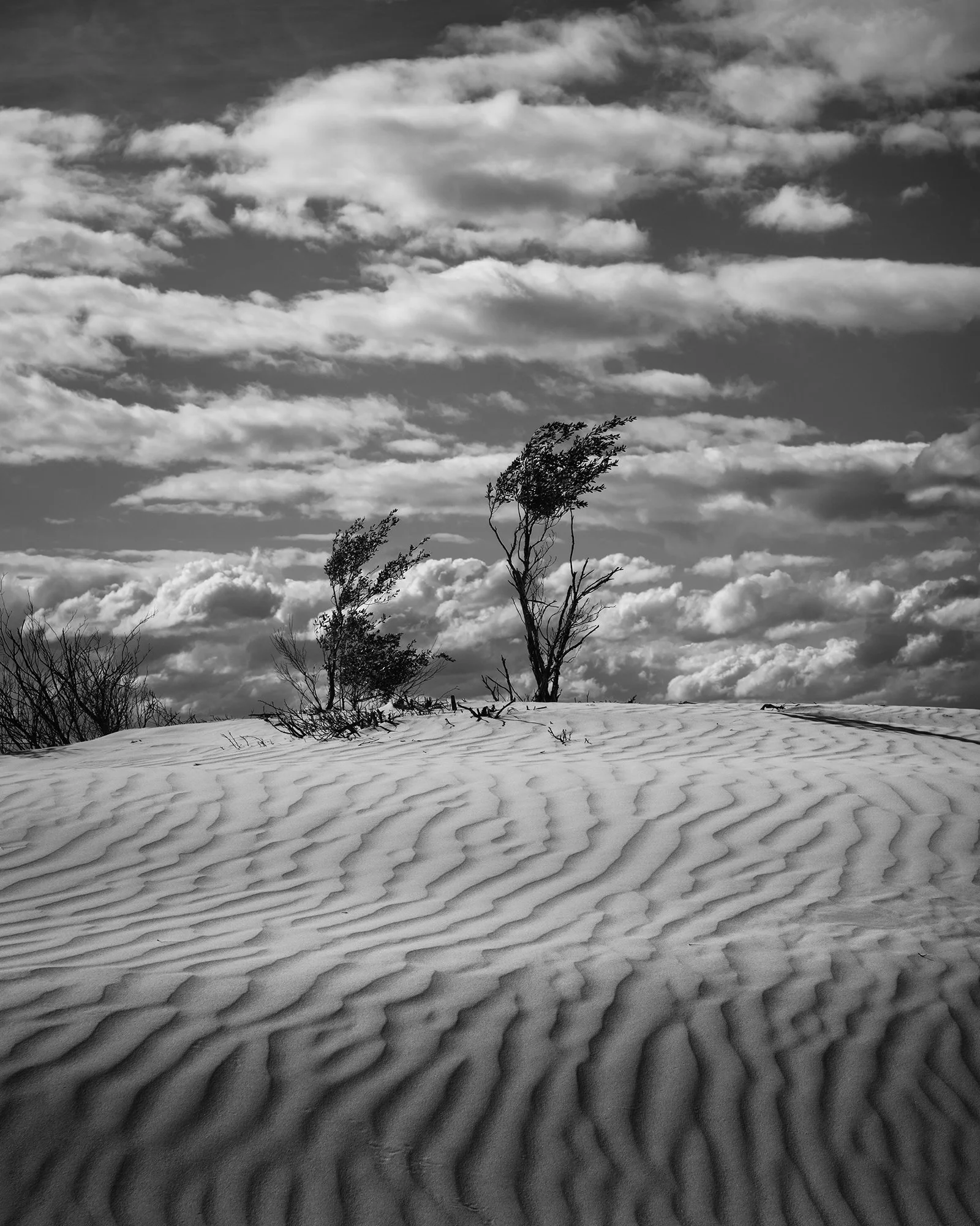 D85_2730-Edit copylr.jpg