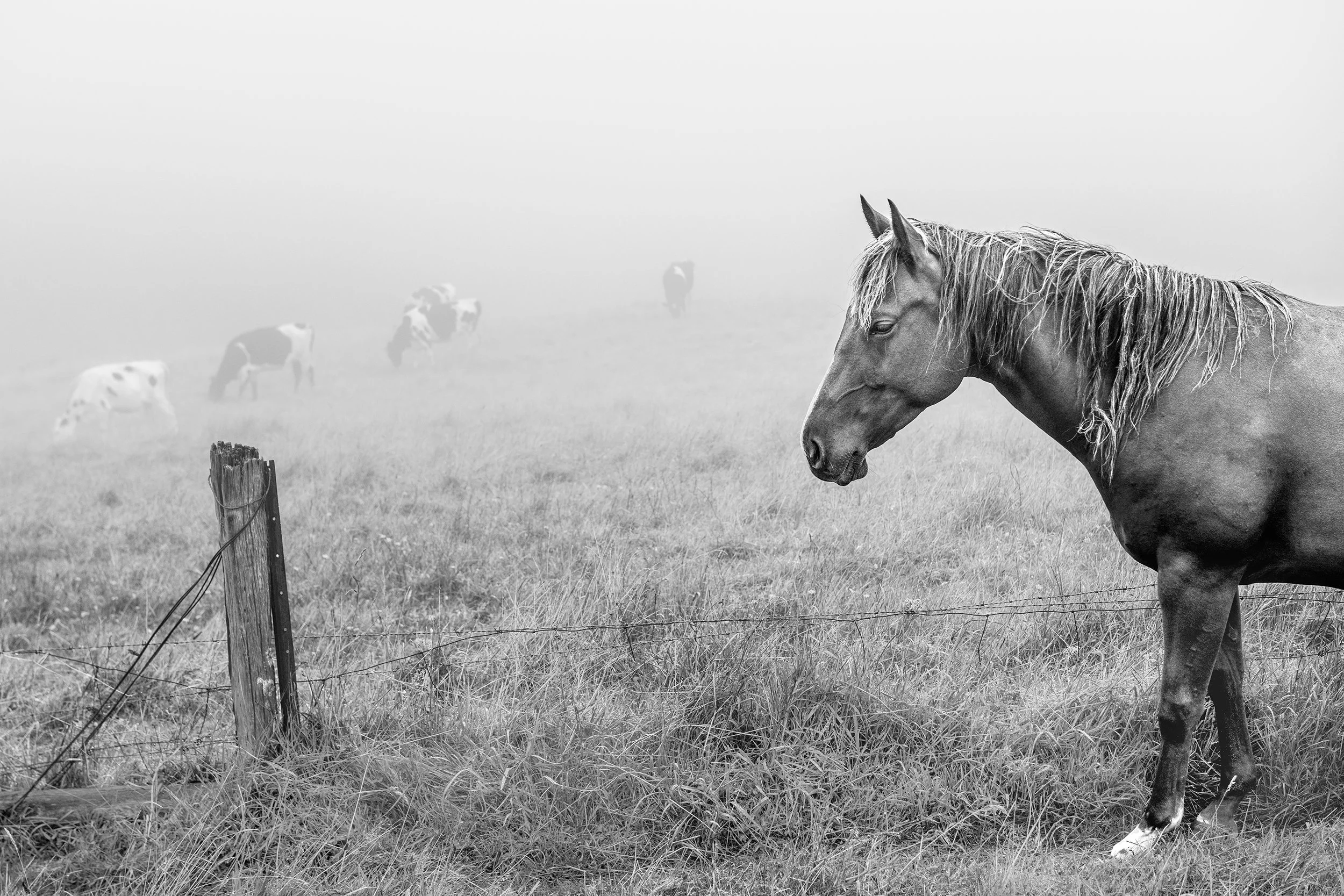 Horse b&w_0082-Edit V4-Edit copylr.jpg