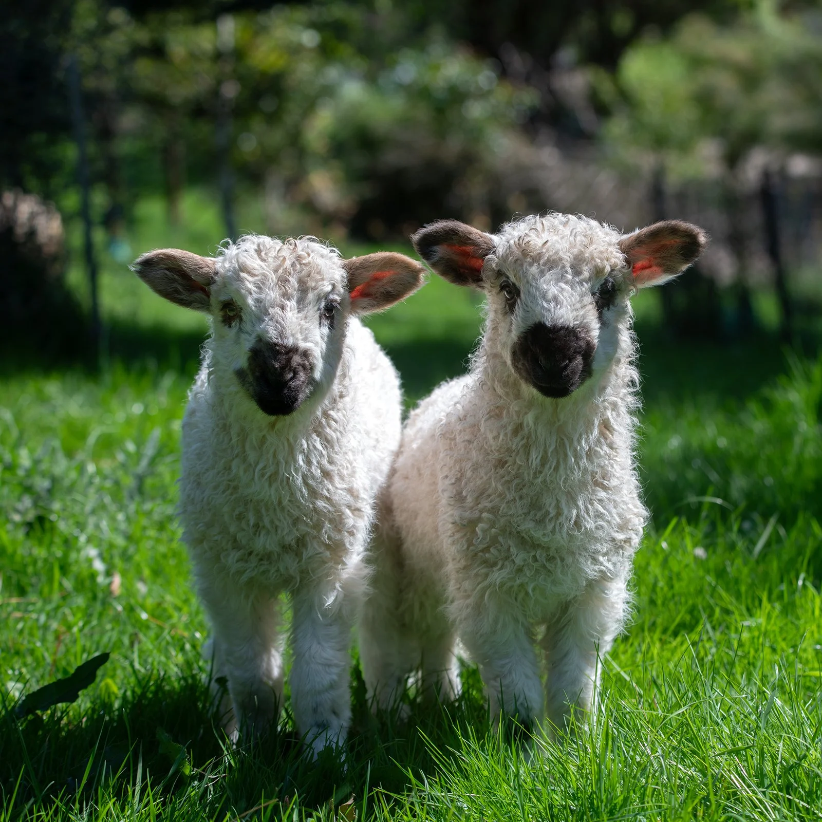 Lambs_0144-Edit lr.jpg