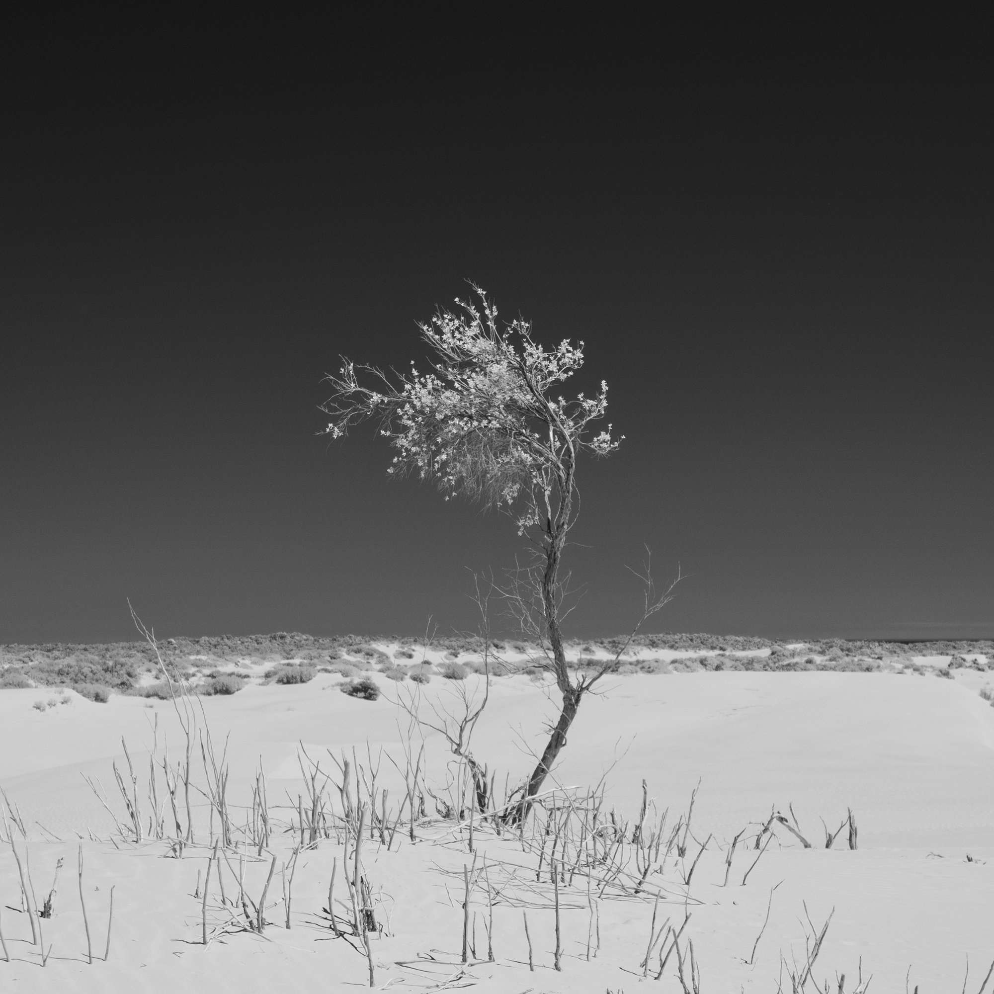 IFR_0997 Infrared Big Drift Tree lr.jpg