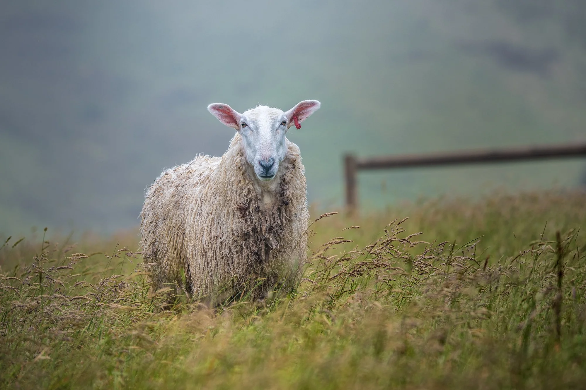 Sheep_0031-Edit copylr.jpg