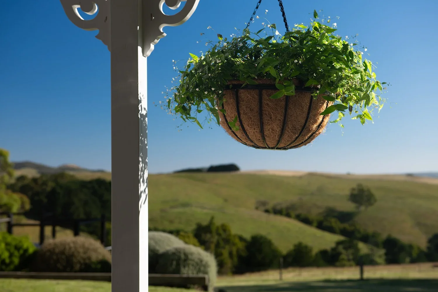 Backyard_Real_Estate-Edit+copylr.jpg.webp