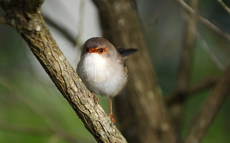 Bird 01lr.jpg