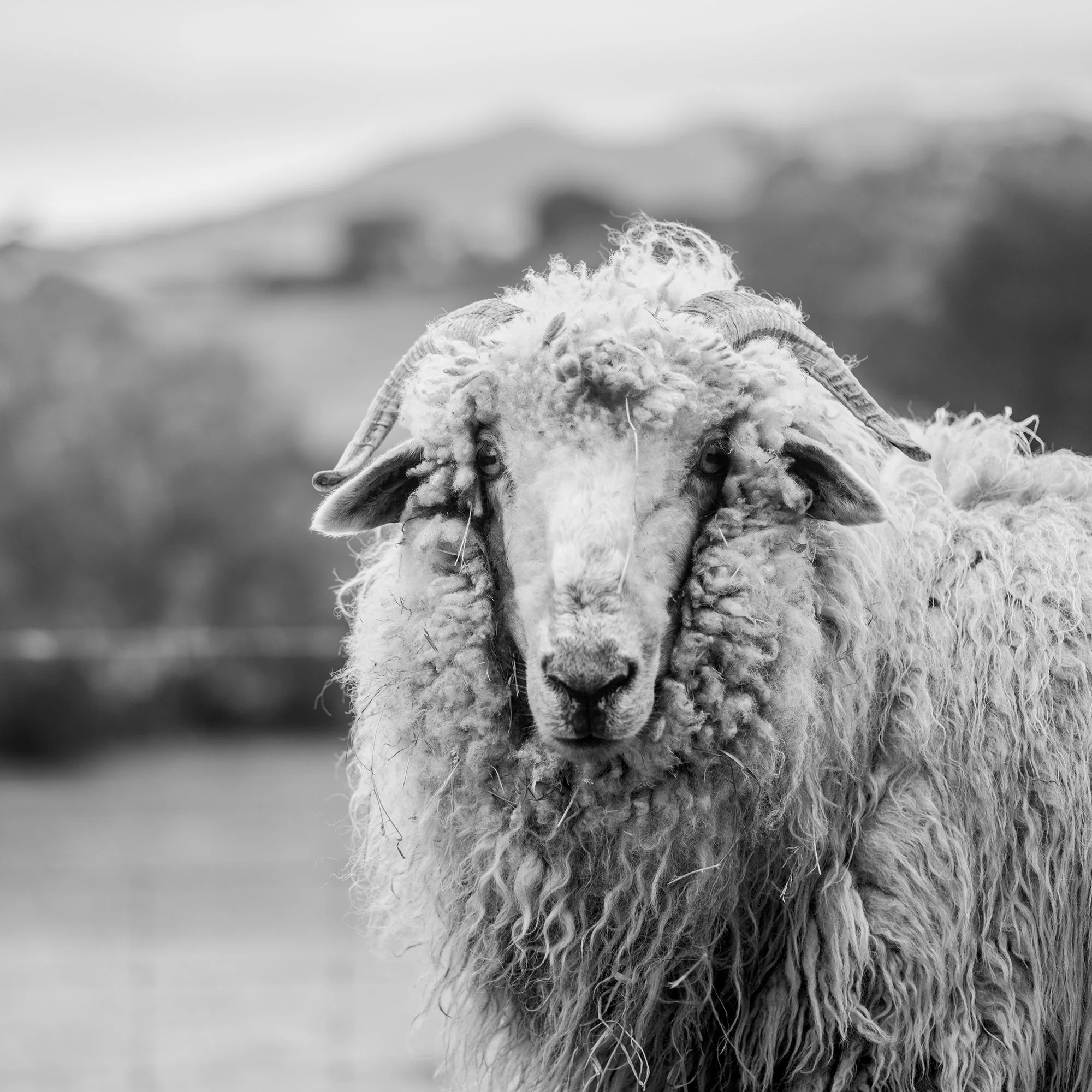 Tora_0142-Sheep lr.jpg