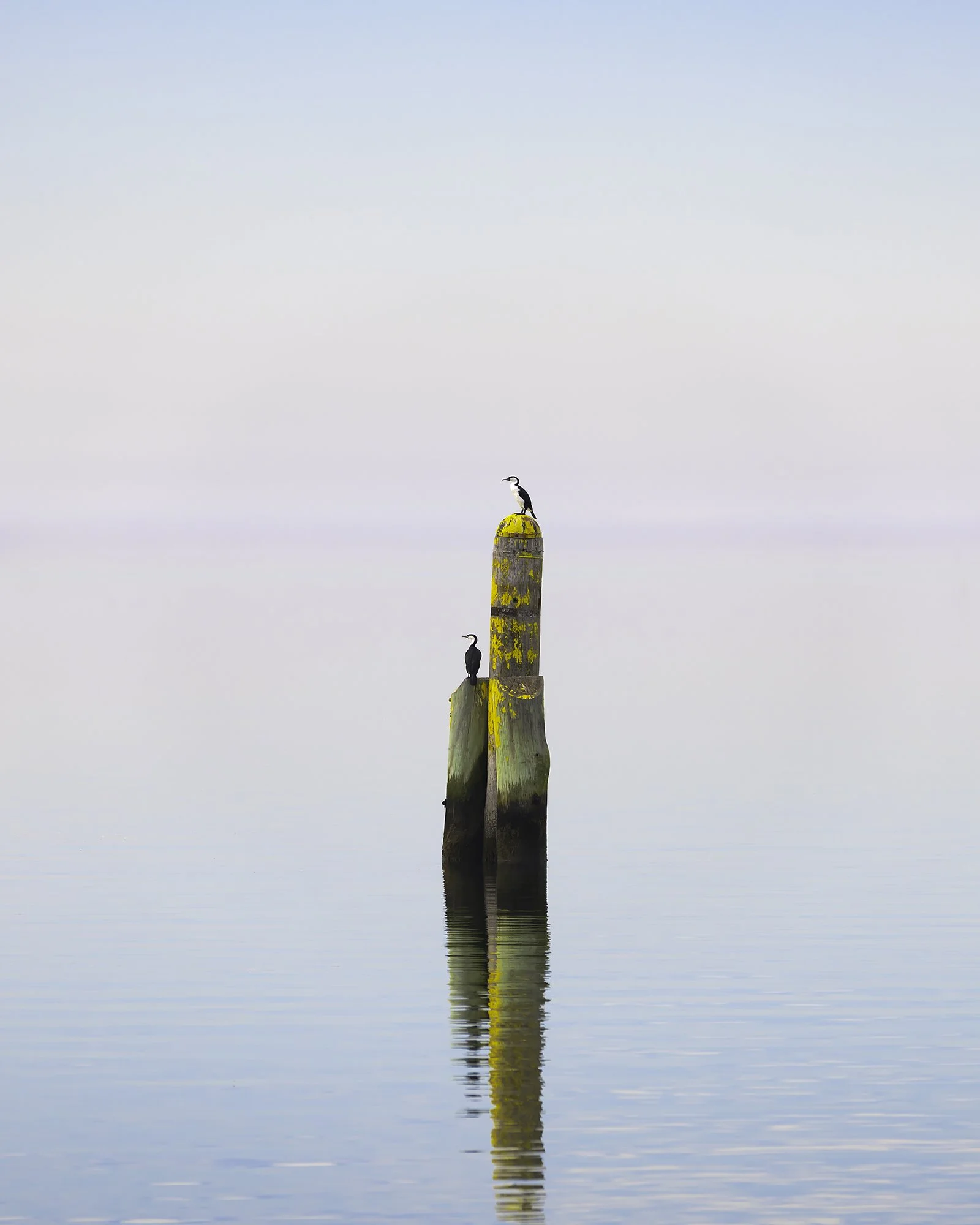 Seabirds v2 lr-Edit copy.jpg