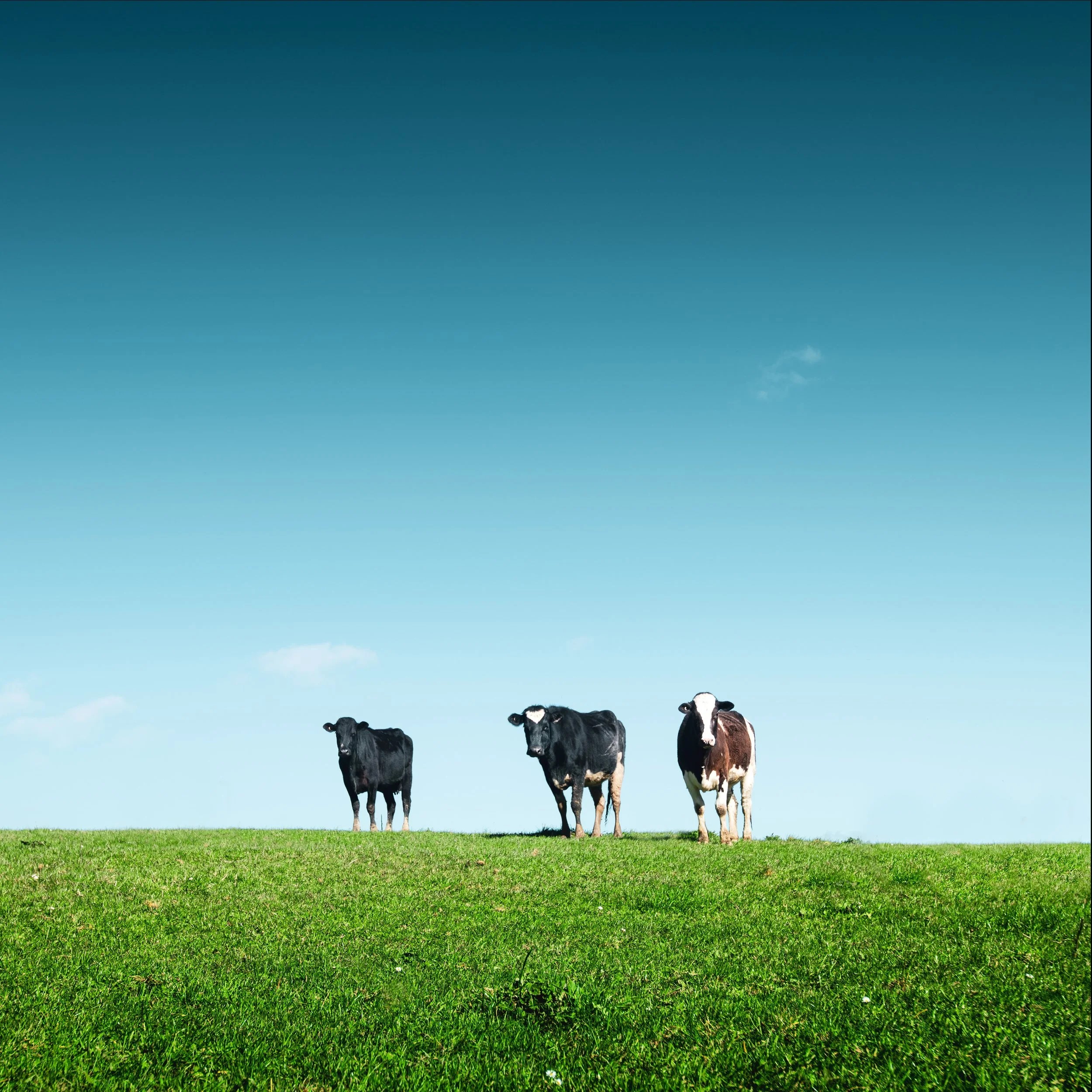 Cows South Gippsland.JPG