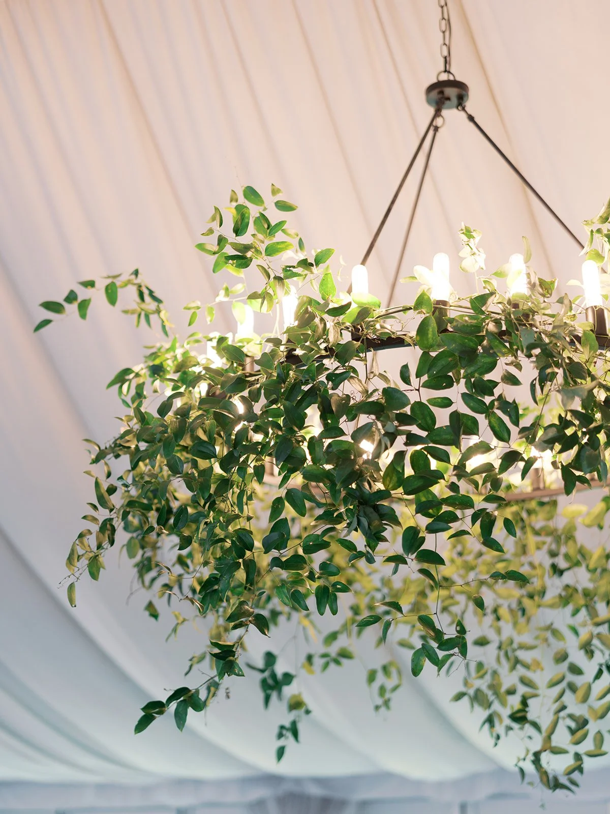 A chandelier with green leafy vines hanging from it, illuminated with lights, mounted on a ceiling.