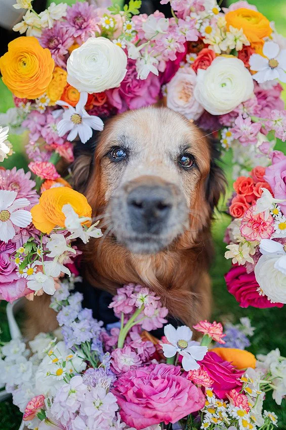 A dog with one blue eye and one brown eye surrounded by a colorful variety of flowers, including roses, daisies, and ranunculus.