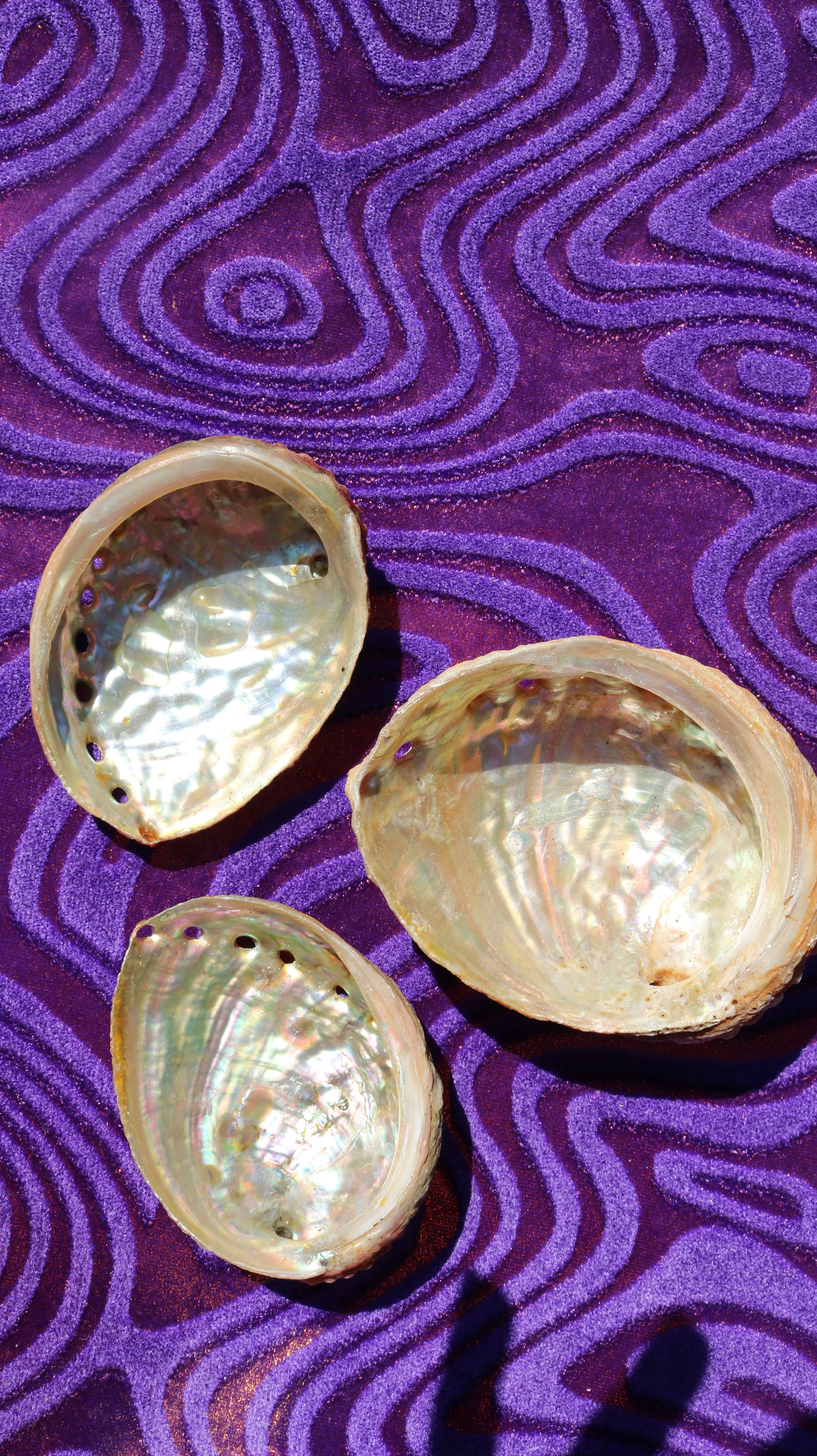 magic abalone shell