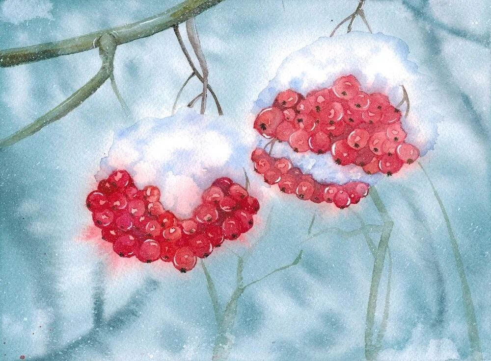 Winter Berries • watercolor • 9x7" • available