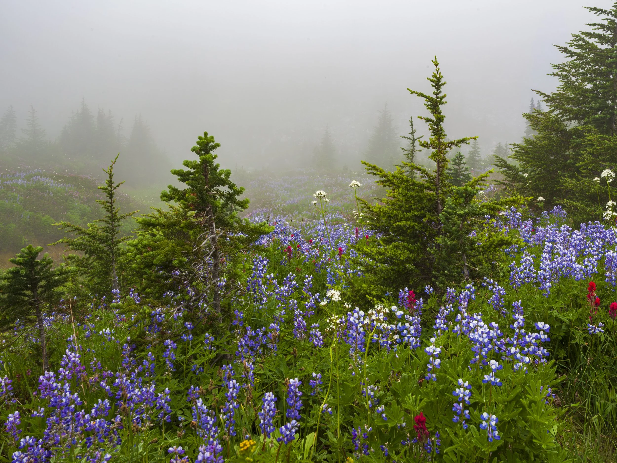 _MG_2591.jpg