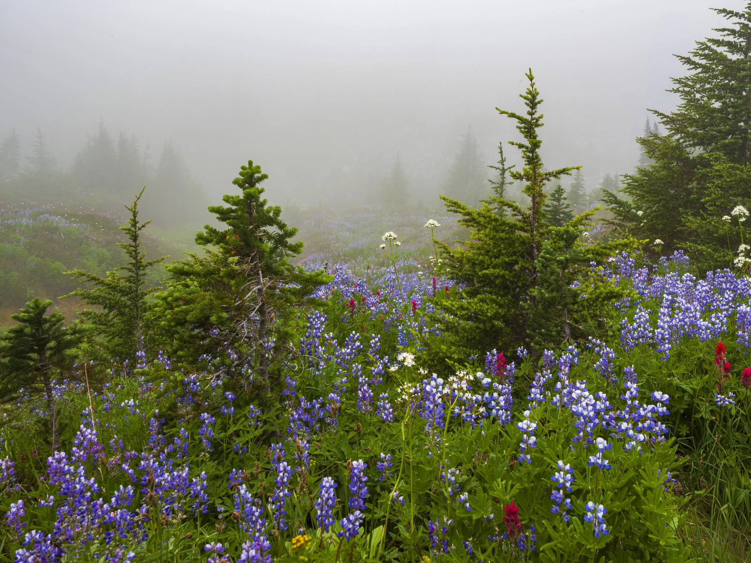 _MG_2591.jpg
