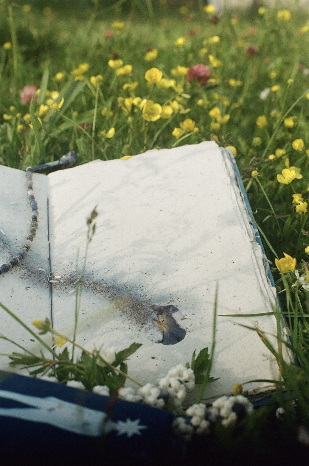 Books for a Butterfly