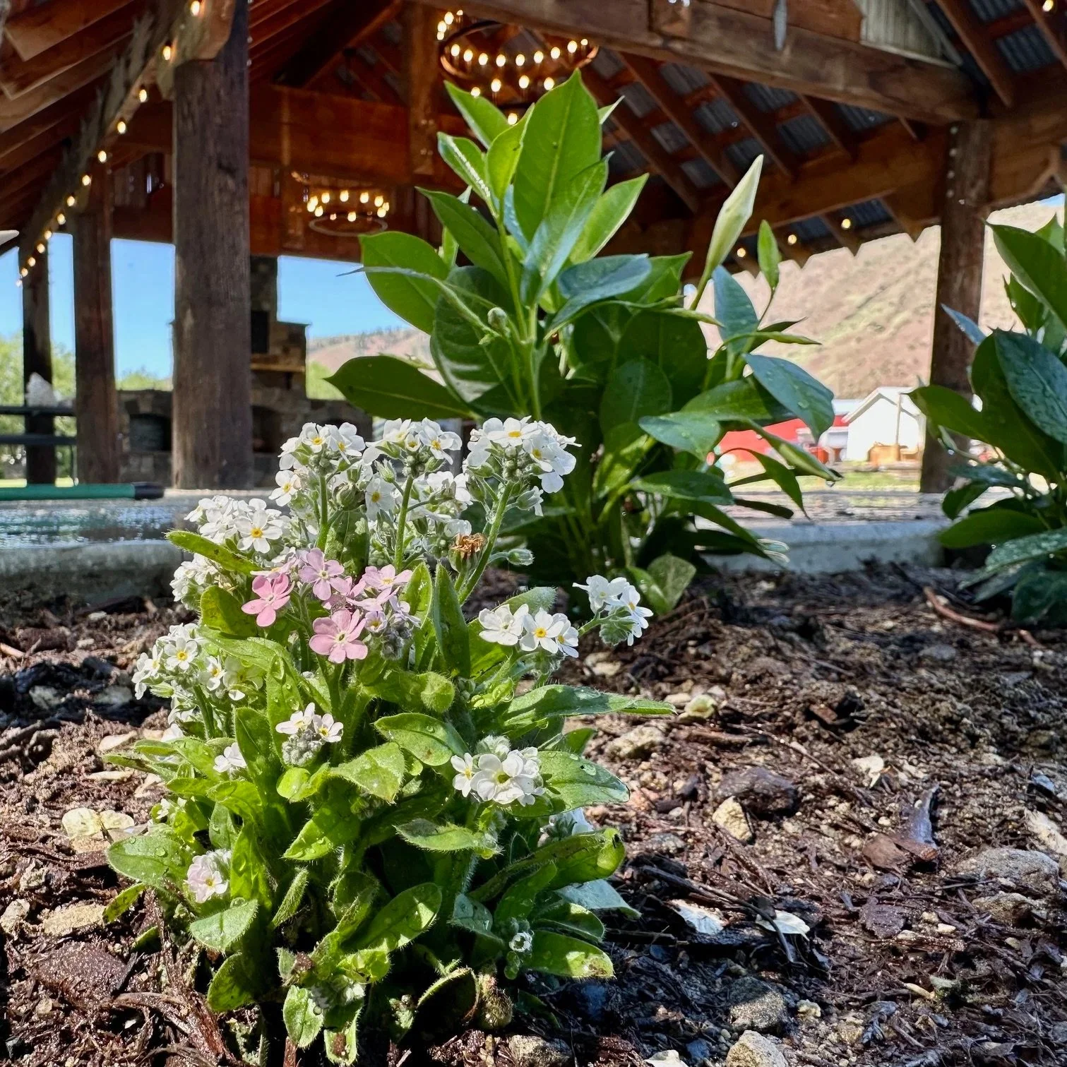 Close-up of small pink and white flowers in the foreground, with green leaves and a wooden structure with string lights in the background.