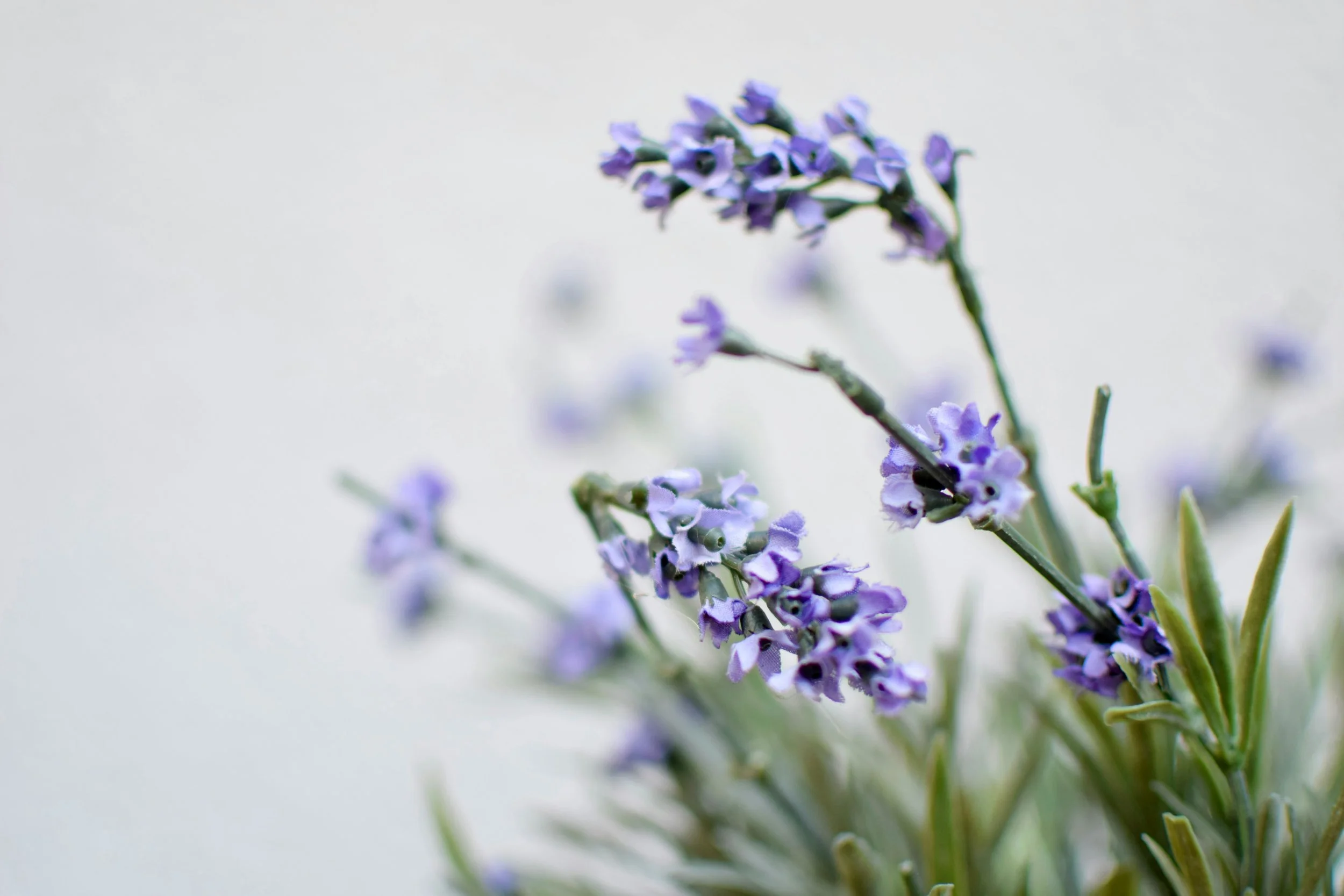 Soft botanical floral arrangement