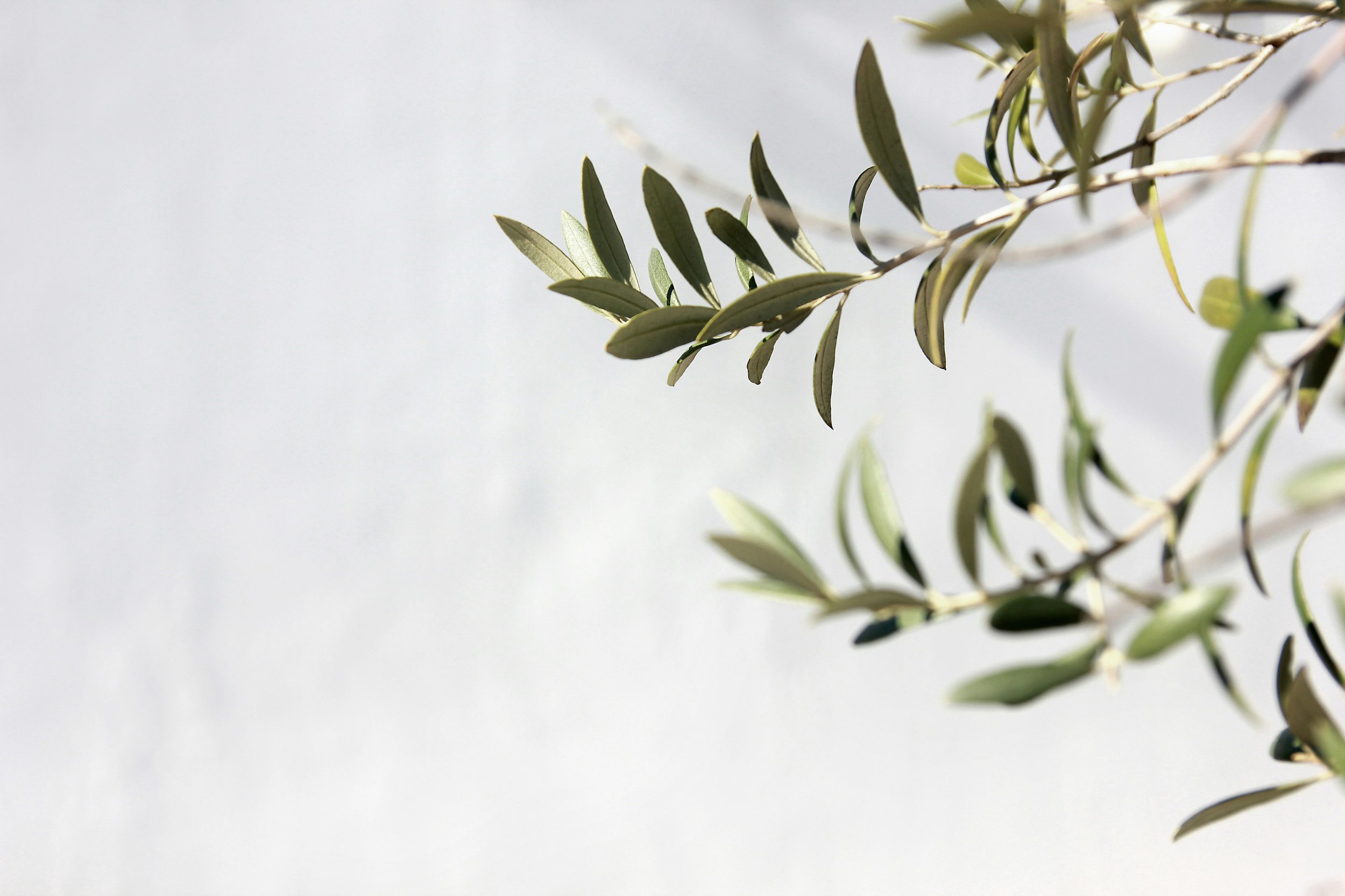 Eucalyptus branch on warm background