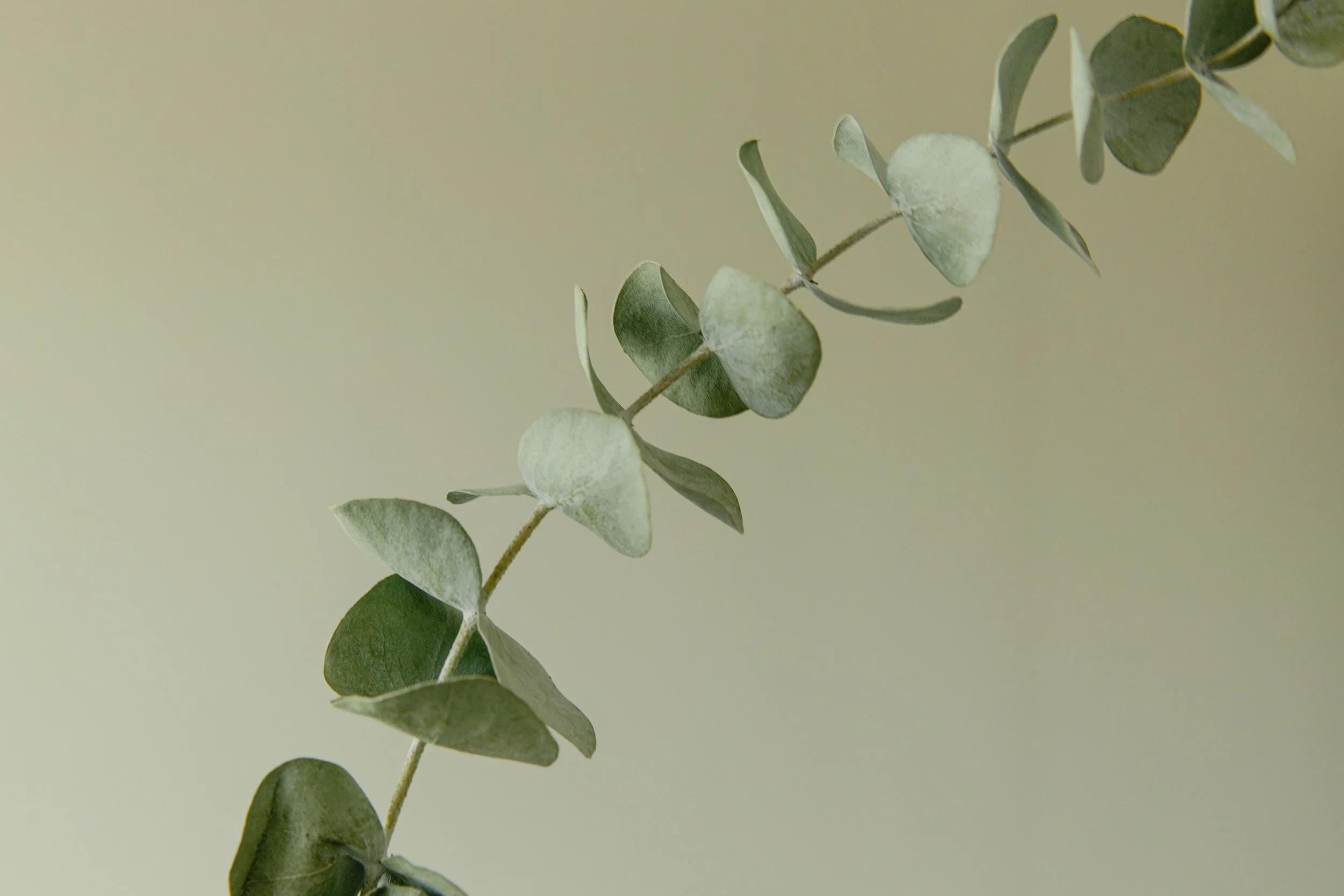 Sage eucalyptus branch