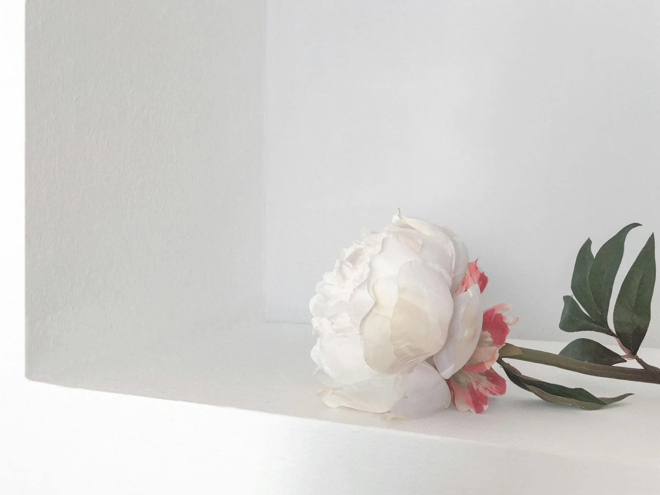 Single blush rose