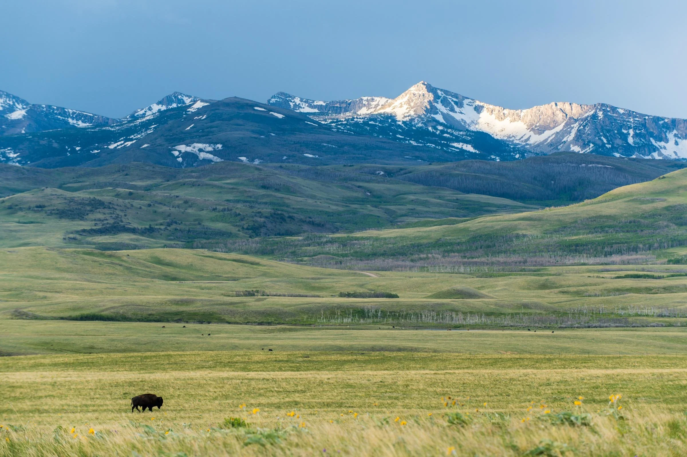 A vast landscape featuring green rolling fields with a black cow grazing, and distant mountains with snow-capped peaks under a clear sky.