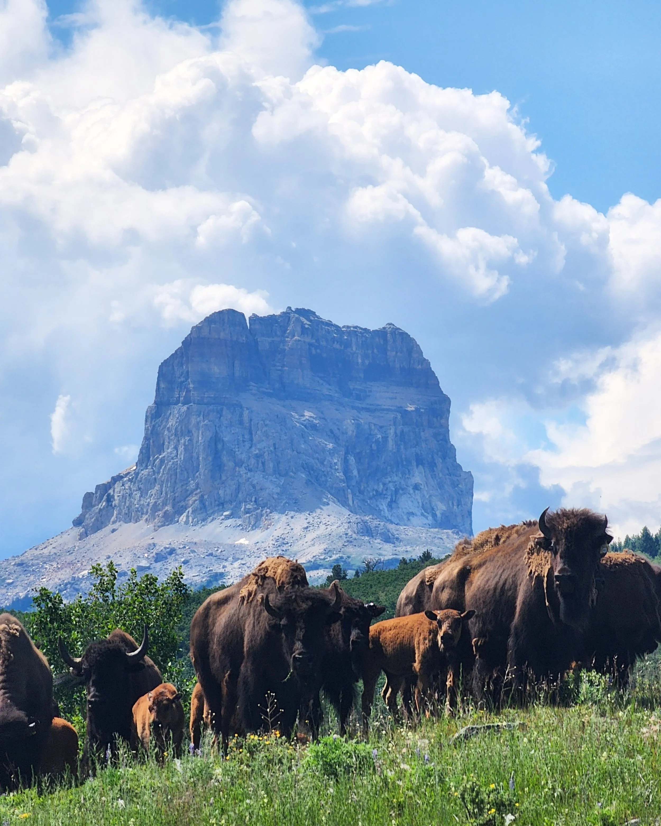 Mt. Bepoch in the distance, grazing cows in the foreground