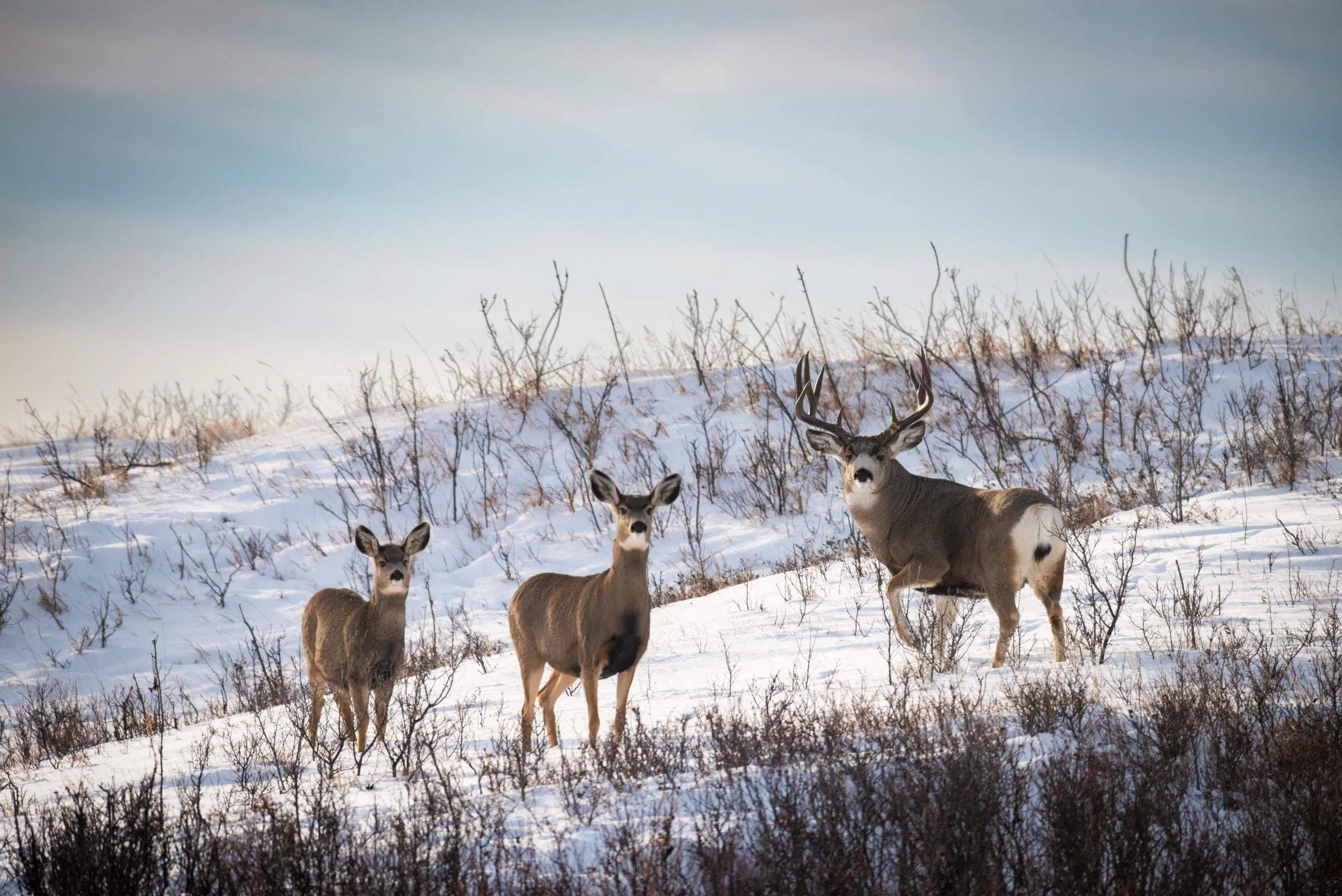Three deer, including one with large antlers, standing on snow-covered ground in a winter landscape with sparse leafless bushes and a cloudy sky.