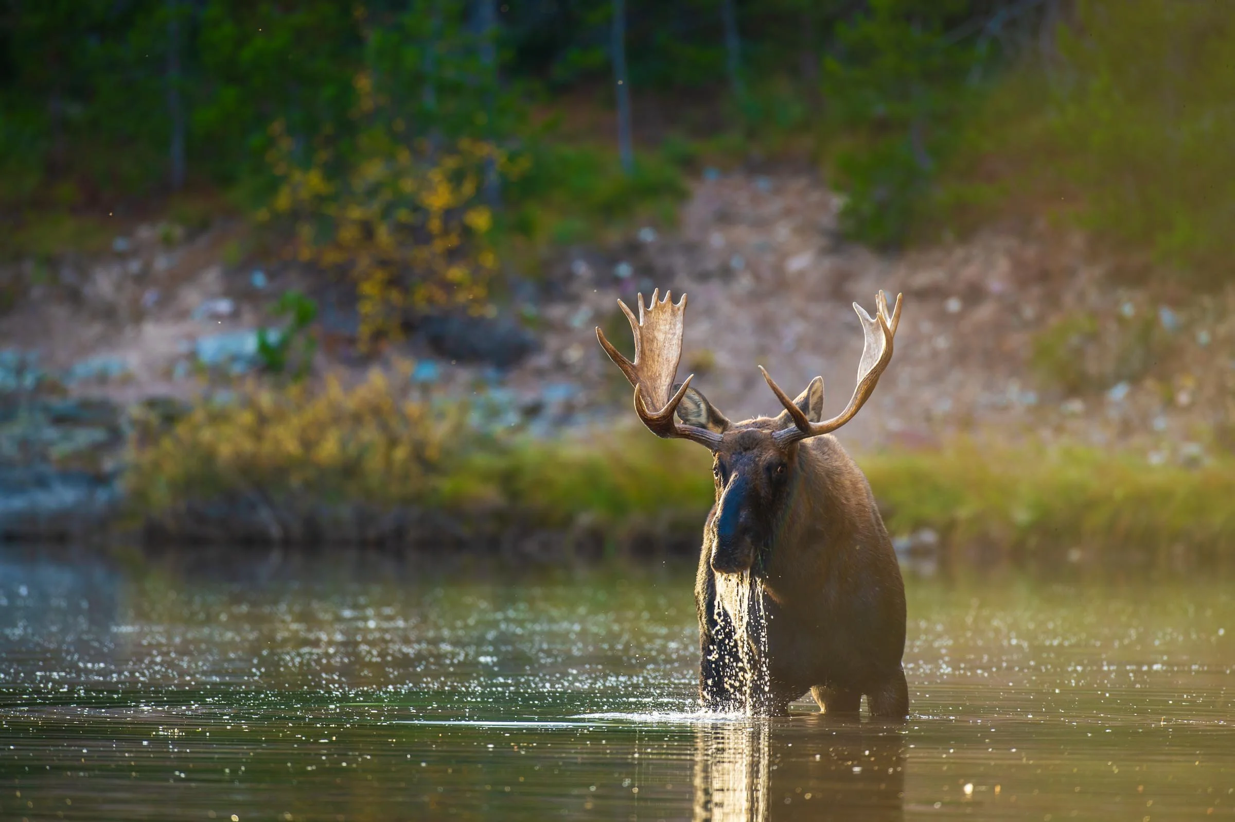 A moose standing in a body of water with a forest background, illuminated by sunlight.