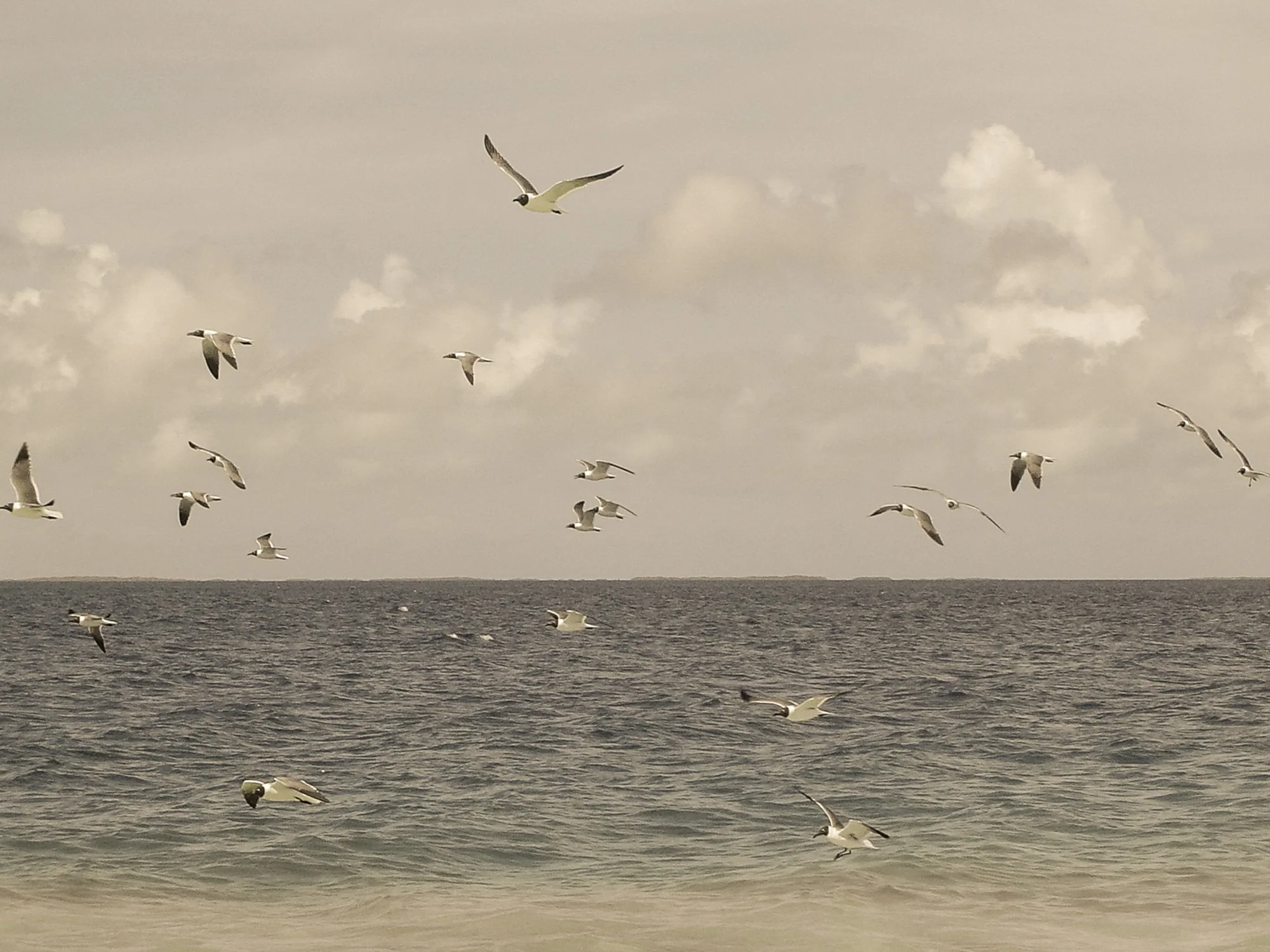 gaviotas sepia.opt.jpg