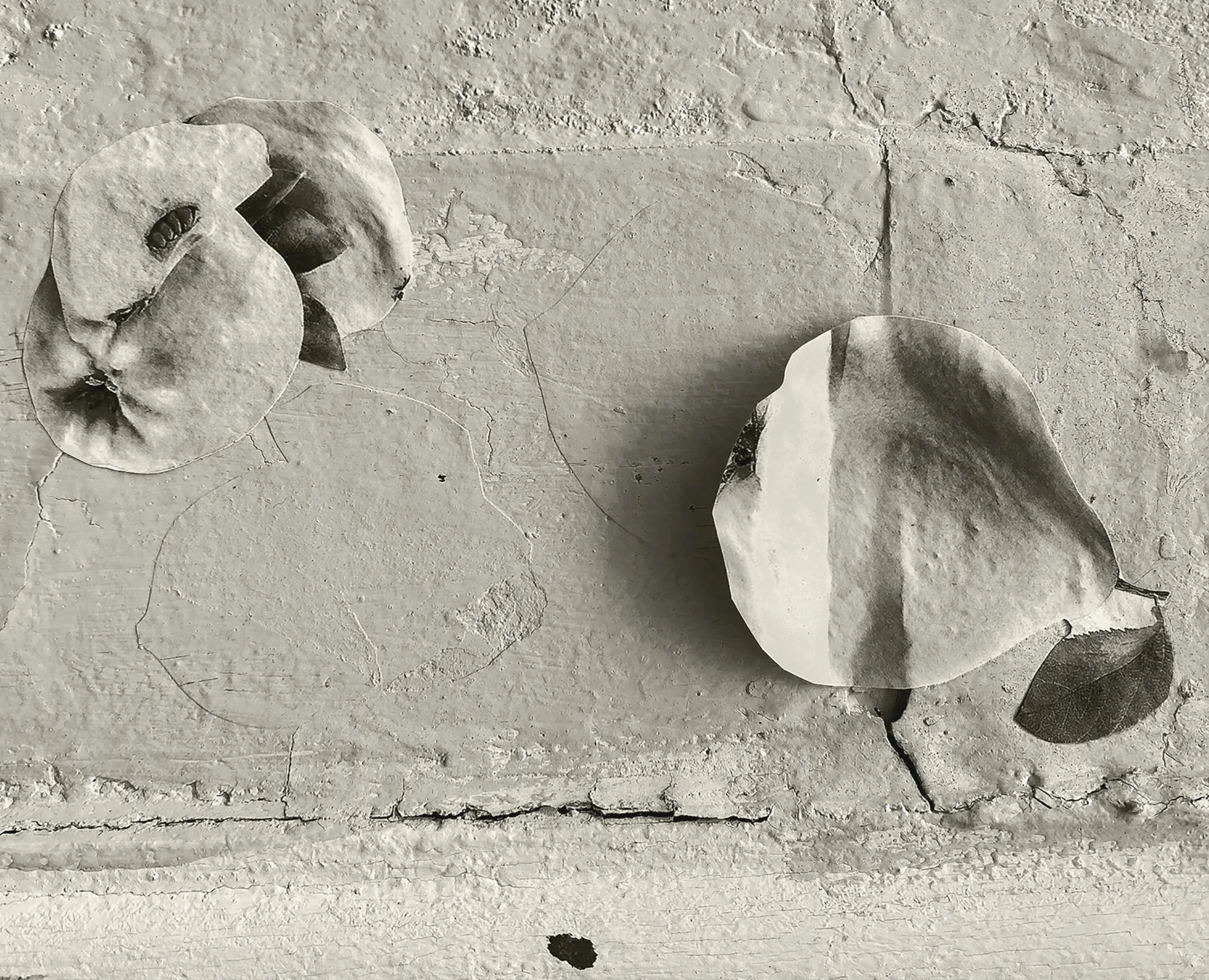 hojas en pared1.opt.jpg