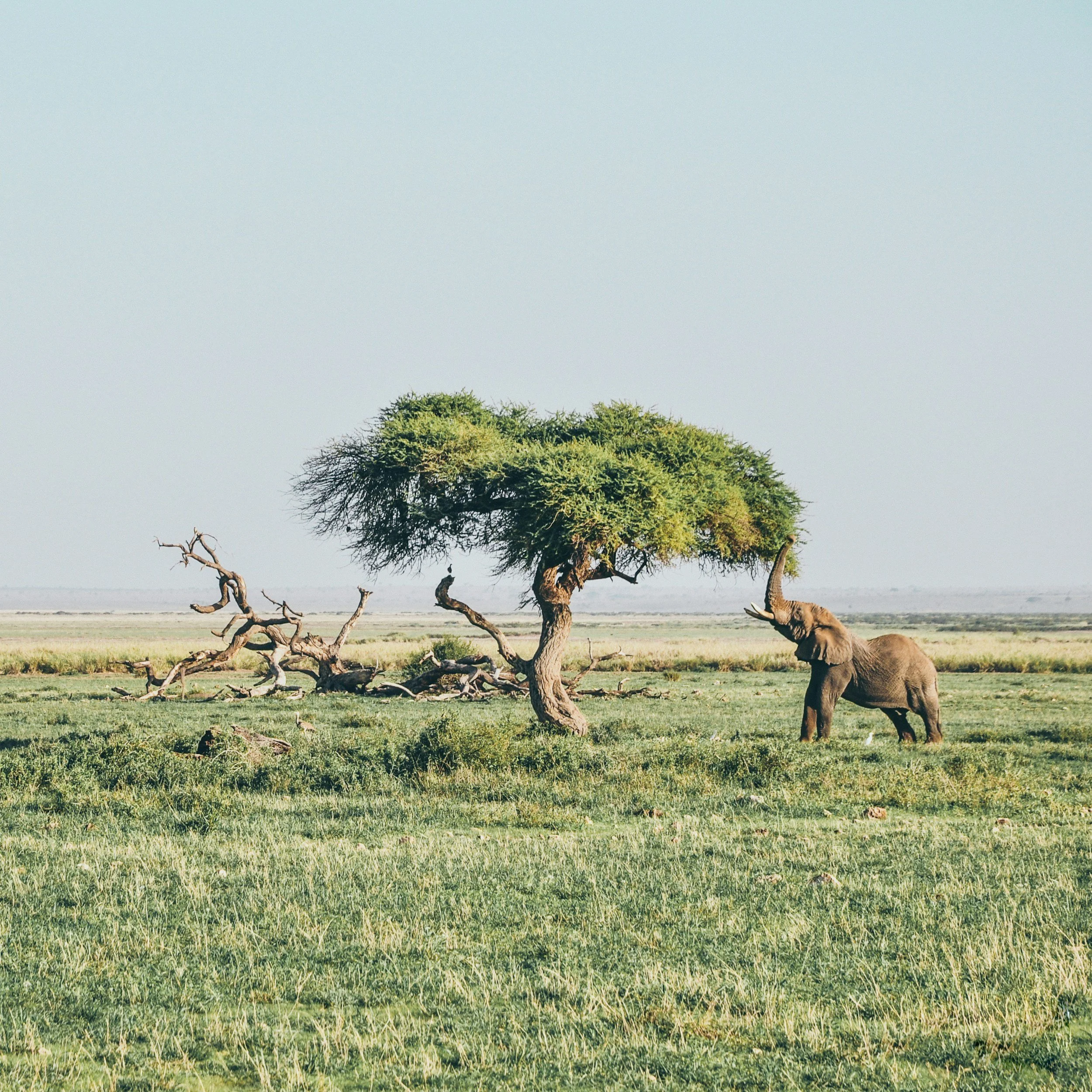 A lonely tree with a twisted trunk and sparse foliage stands in a vast grassy landscape, with a second, leafless tree nearby. The sky is clear and light blue, suggesting a peaceful outdoor scene.