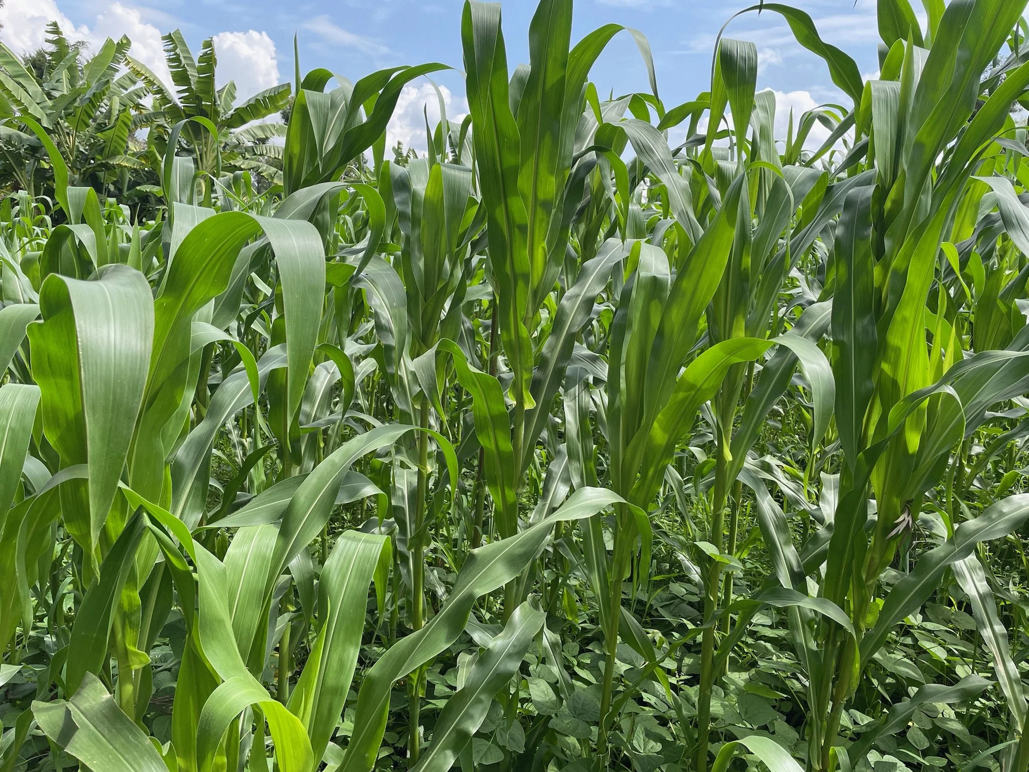 A field of tall green corn plants under a partly cloudy sky.
