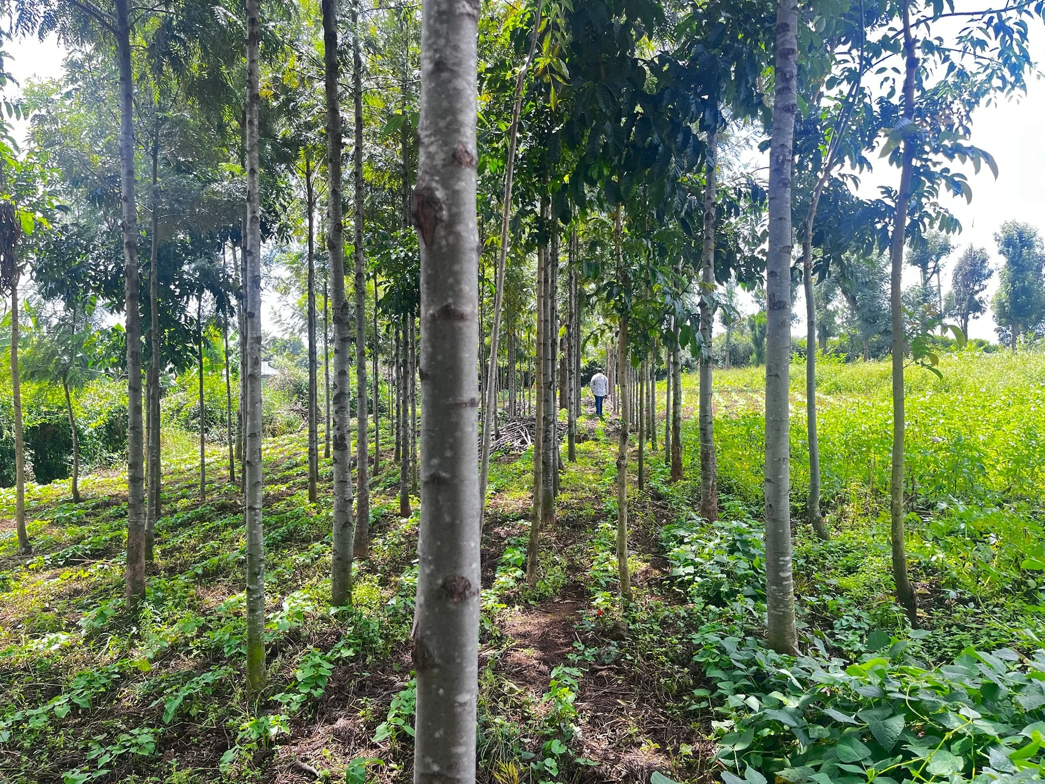 A person walking through a grove of tall, slender trees with green leaves. The ground is covered with green plants and grass. Bright sunlight filters through the foliage.