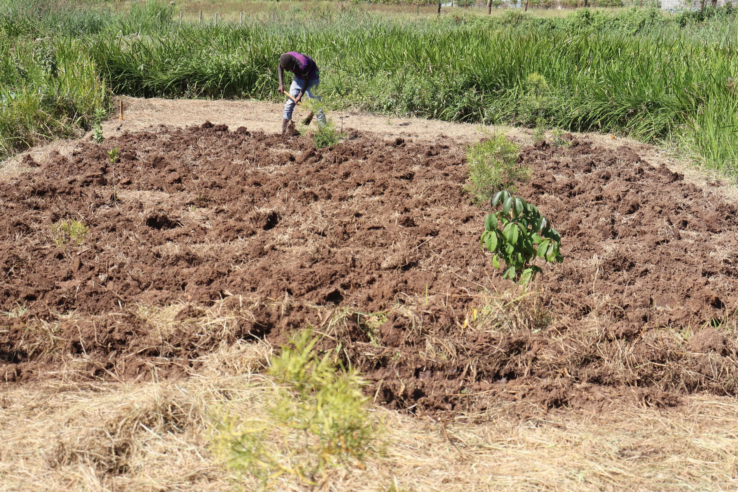 A person working in a field with grass and soil, using a gardening tool, surrounded by green vegetation and farmland.