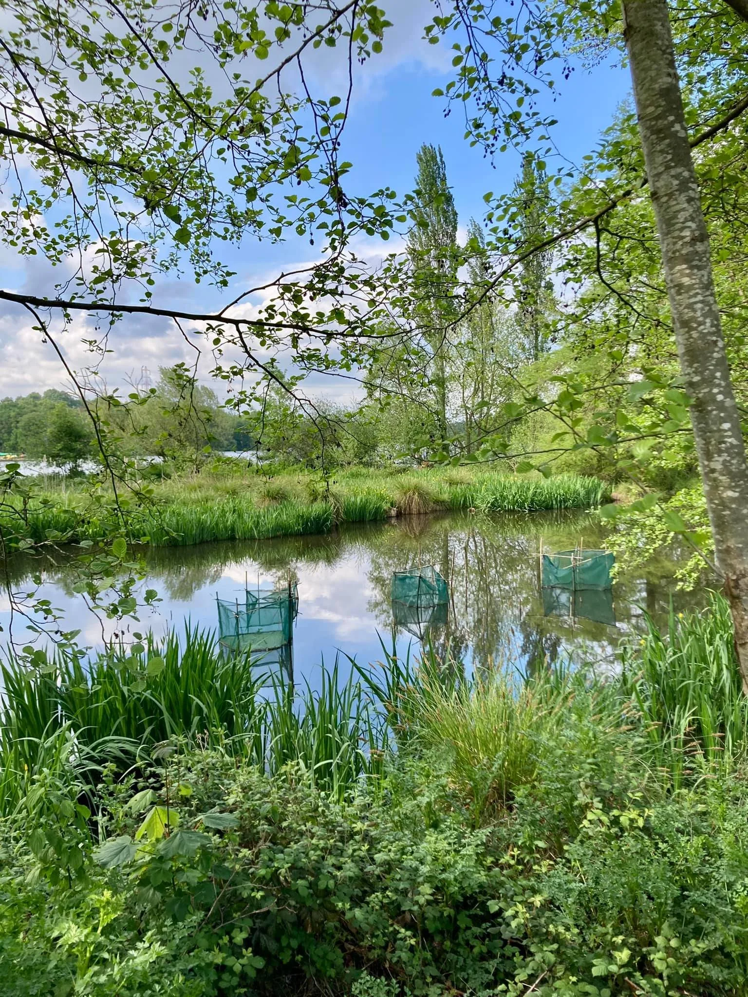 Paysage de rivière entourée d'arbres verts et de végétation sous un ciel partiellement nuageux.