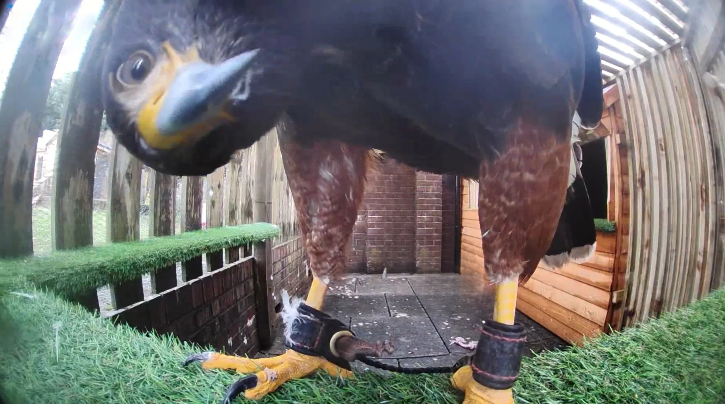 Cross Bank Farm Harris Hawk inspecting visitors on CCTV