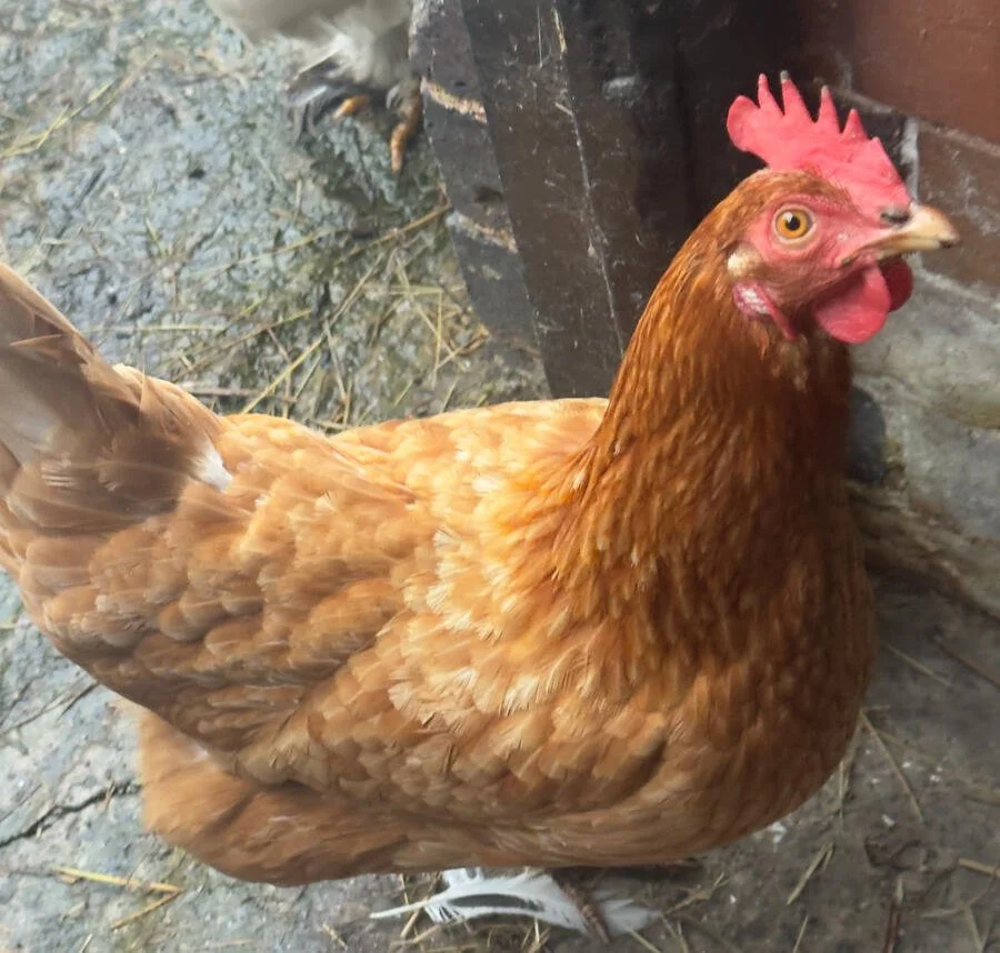 Free-range heritage hen at Cross Bank Farm.