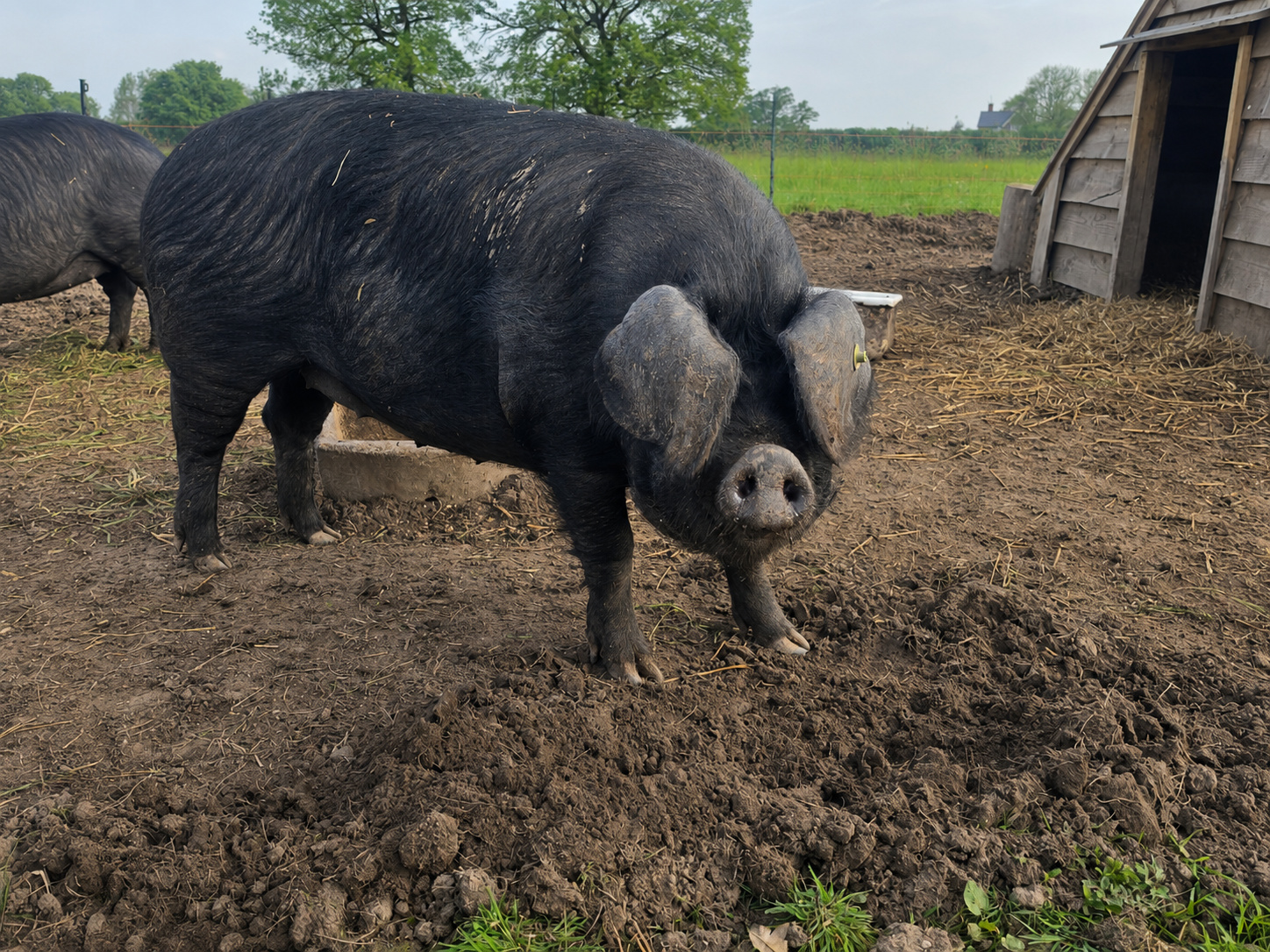 Large Black pig enjoying outdoor life at Cross Bank Farm in Shropshire.