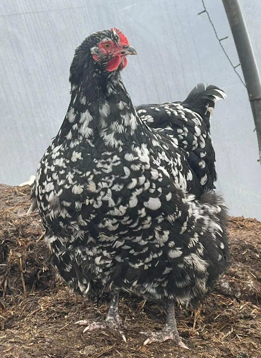 Speckled Orpington heritage hen at Cross Bank Farm.