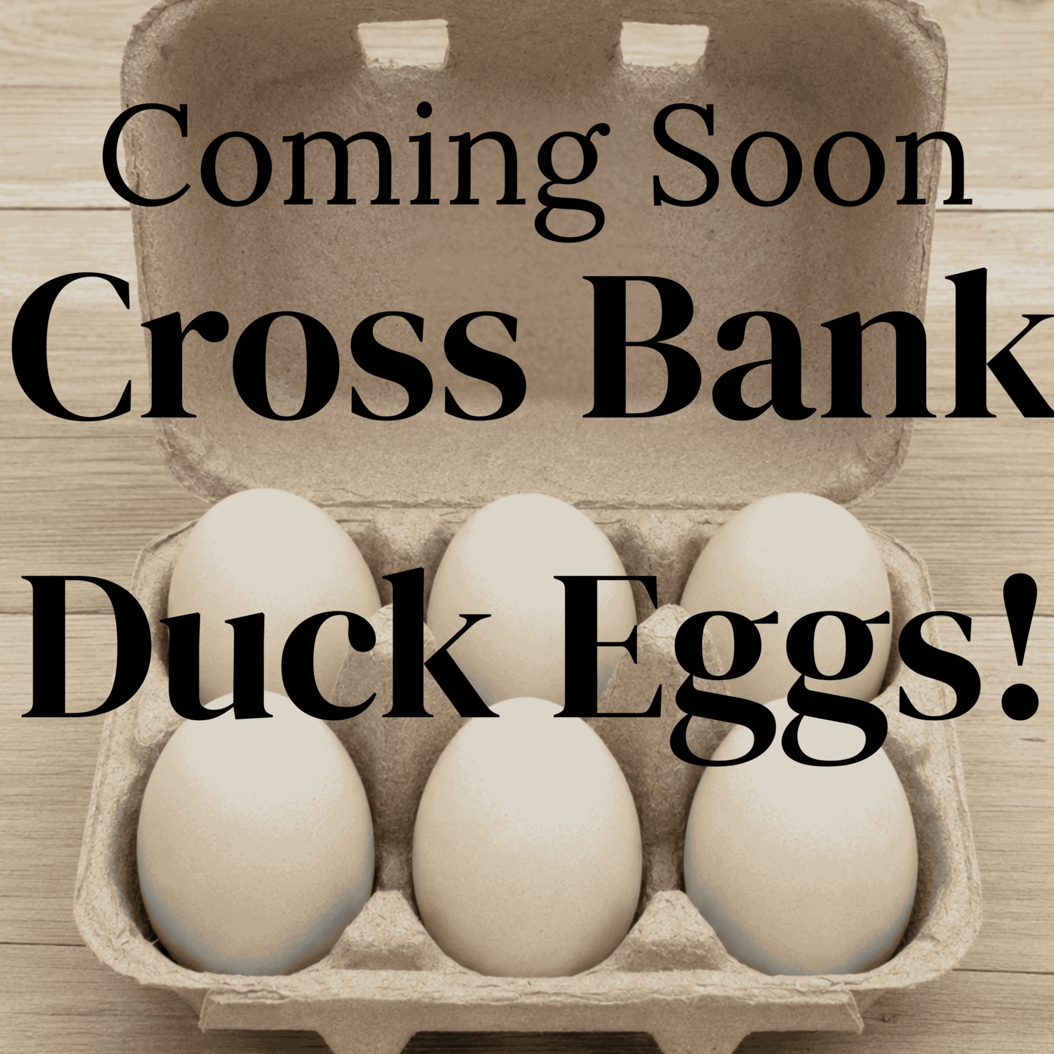 Duck+eggs+image+coming+soon2.png