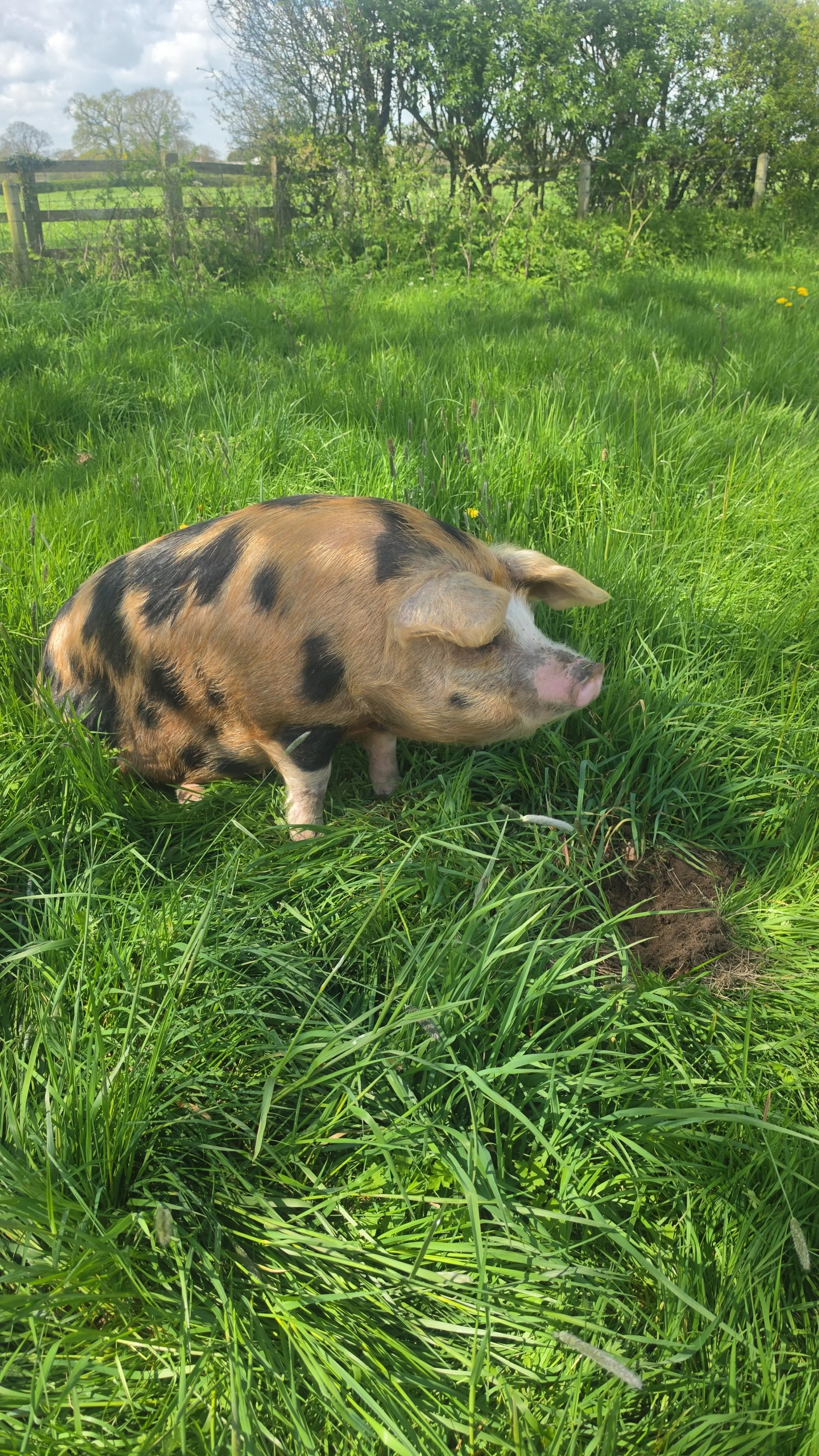 Oxford Sandy & Black pig relaxing in the grass at Cross Bank Farm.