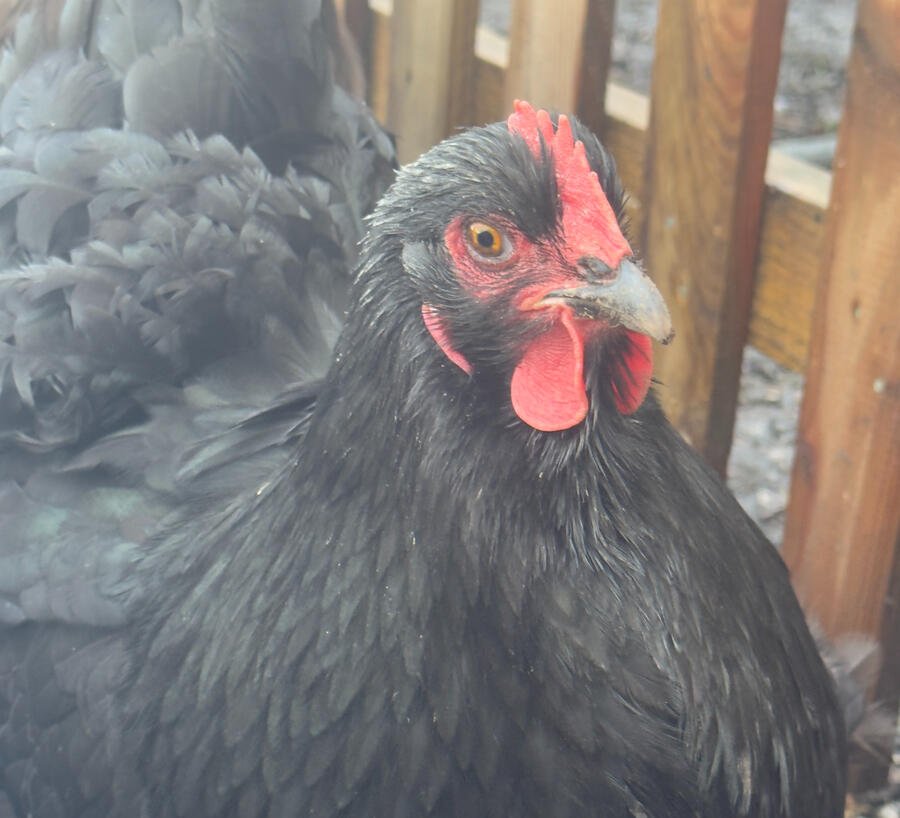 Heritage hen at Cross Bank Farm.