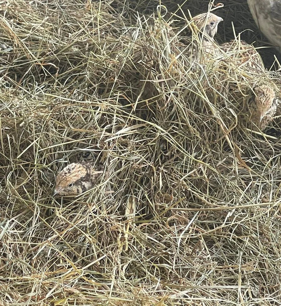 Young quails at Cross Bank Farm.