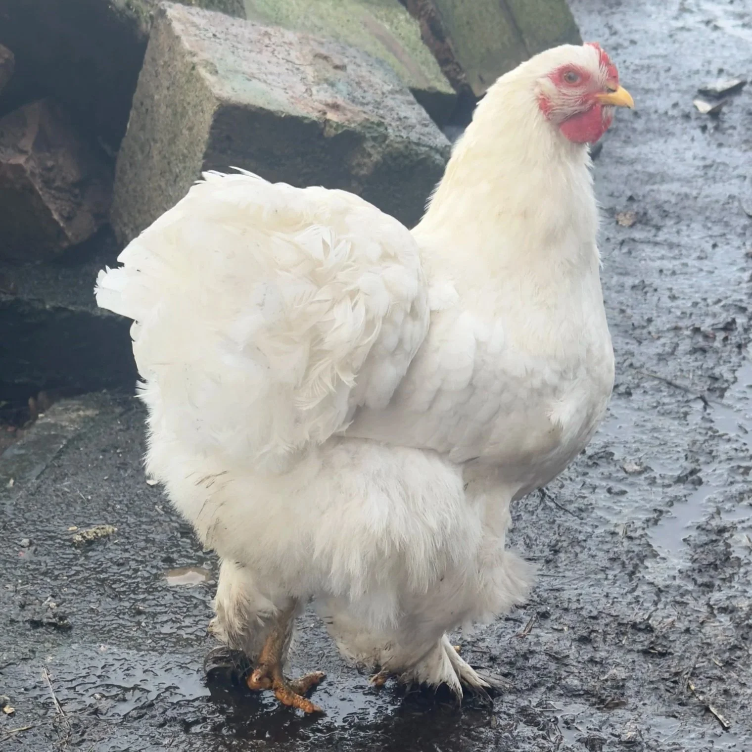 Cochin heritage hen enjoying free-range life at Cross Bank Farm.