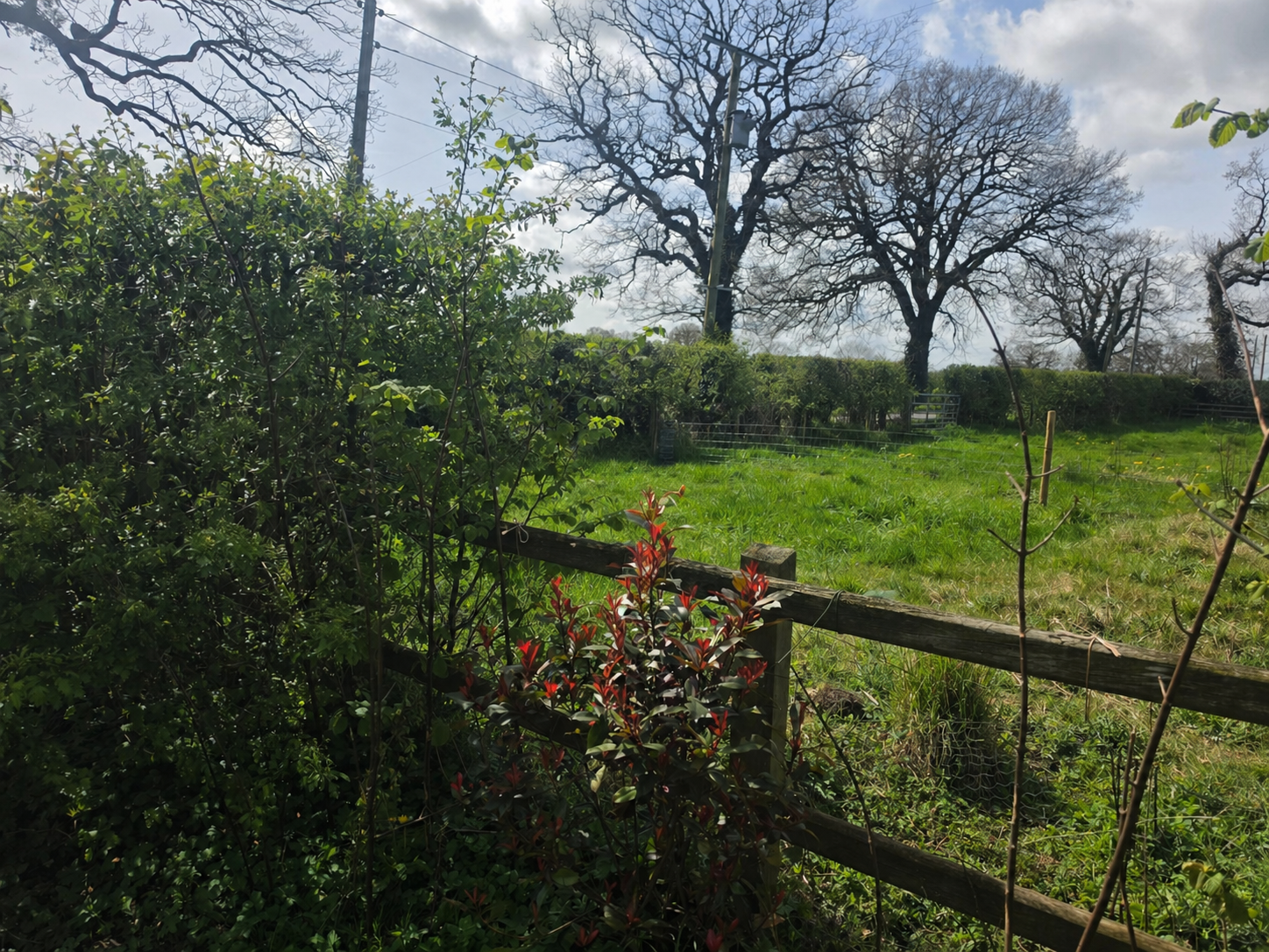 Hedgerows and pasture at Cross Bank Farm in Shropshire.