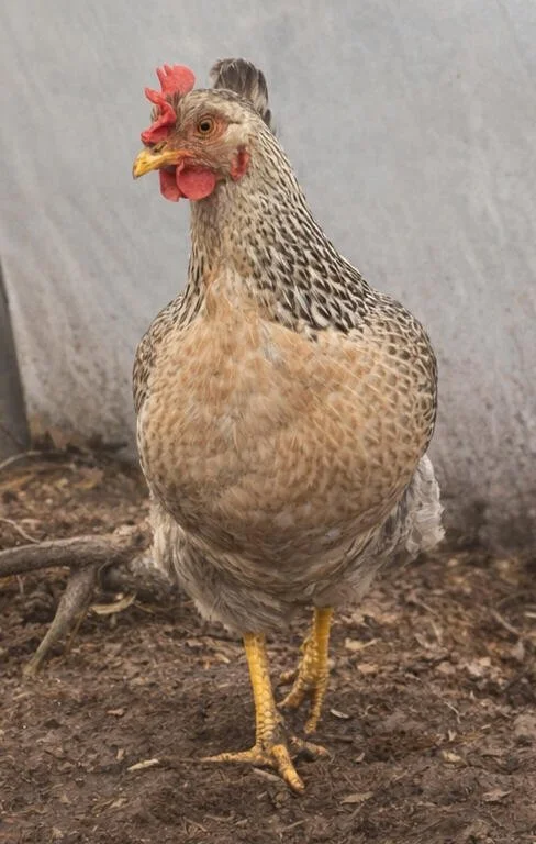Cream Legbar heritage hen at Cross Bank Farm.