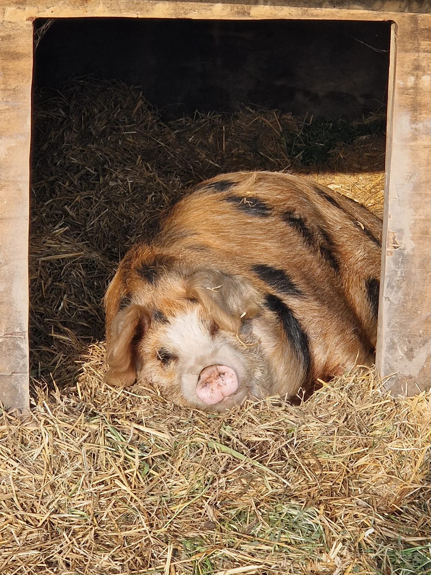 Oxford Sandy and Black pig resting in its straw bed at Cross Bank Farm.