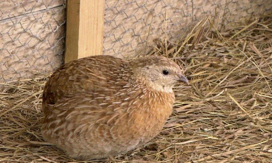 Quail raised at Cross Bank Farm in Shropshire.